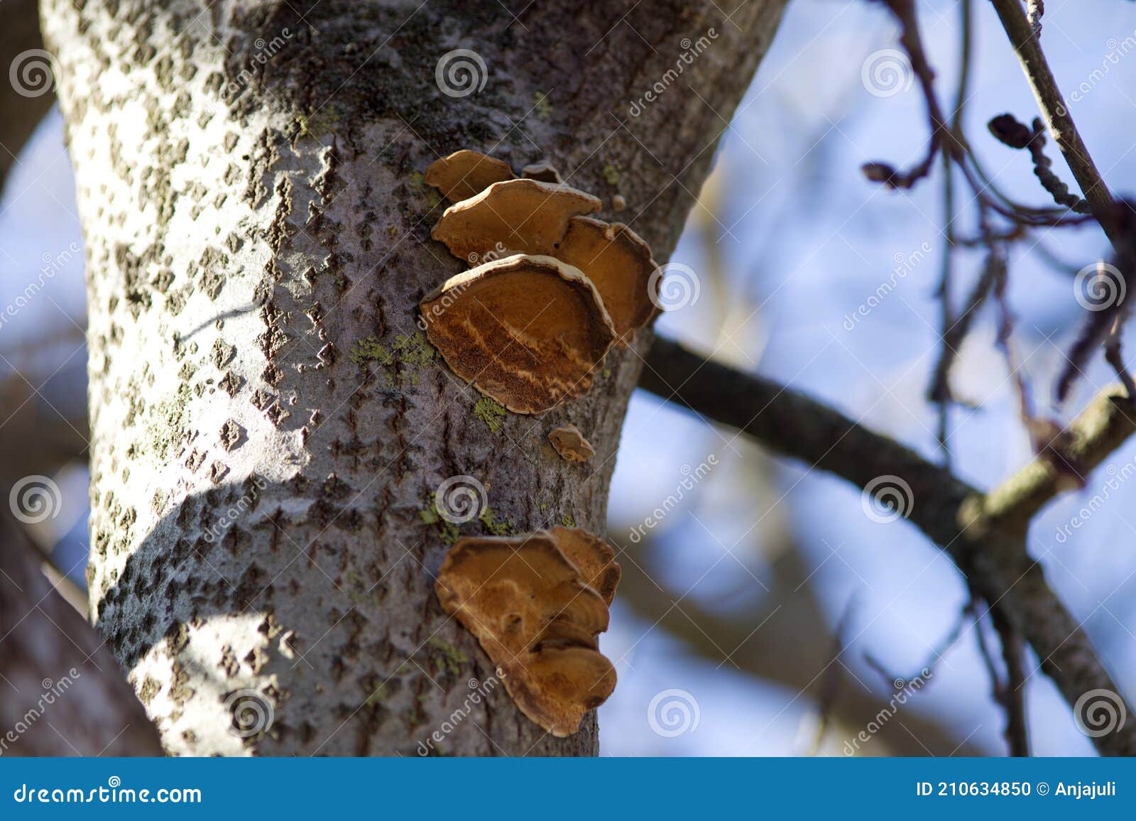 Mushroom Grow on Apple Tree Stock Photo Image of botanic, autumn 210634850