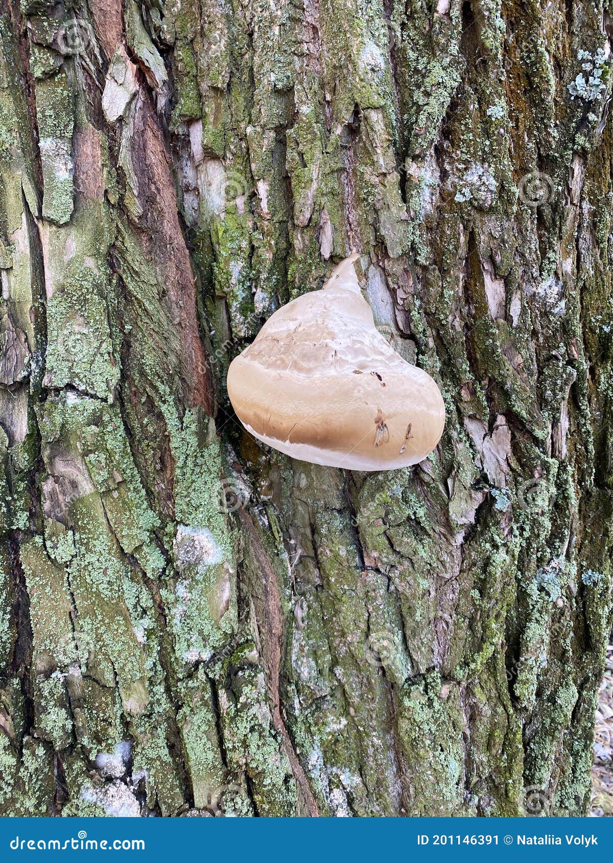 Mushroom grow on tree bark stock image. Image of tree 201146391