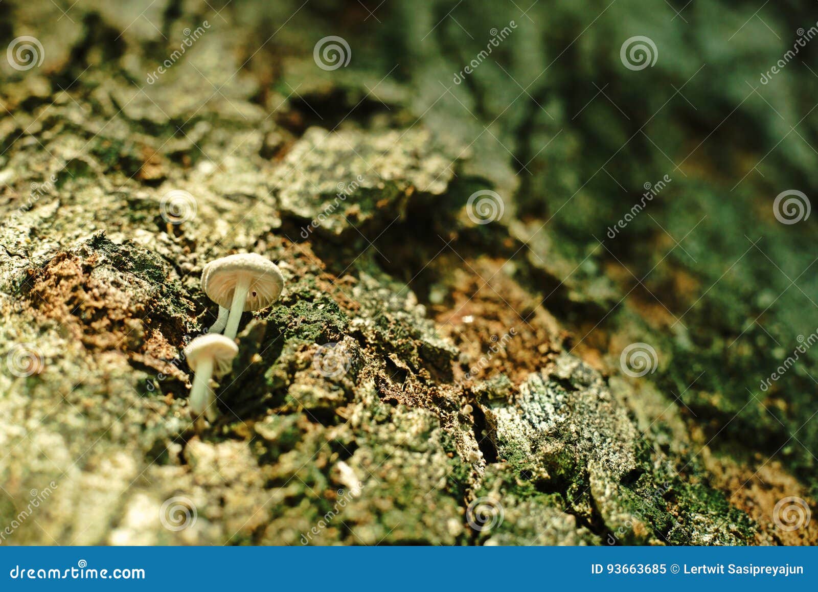 Mushroom Grow on Tree`s Bark Stock Image Image of forest, fresh 93663685