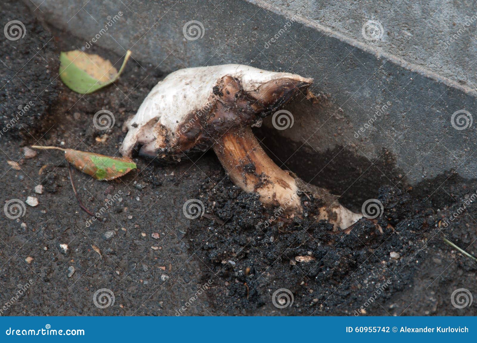 Mushroom Growing through the Asphalt Stock Photo Image of fight