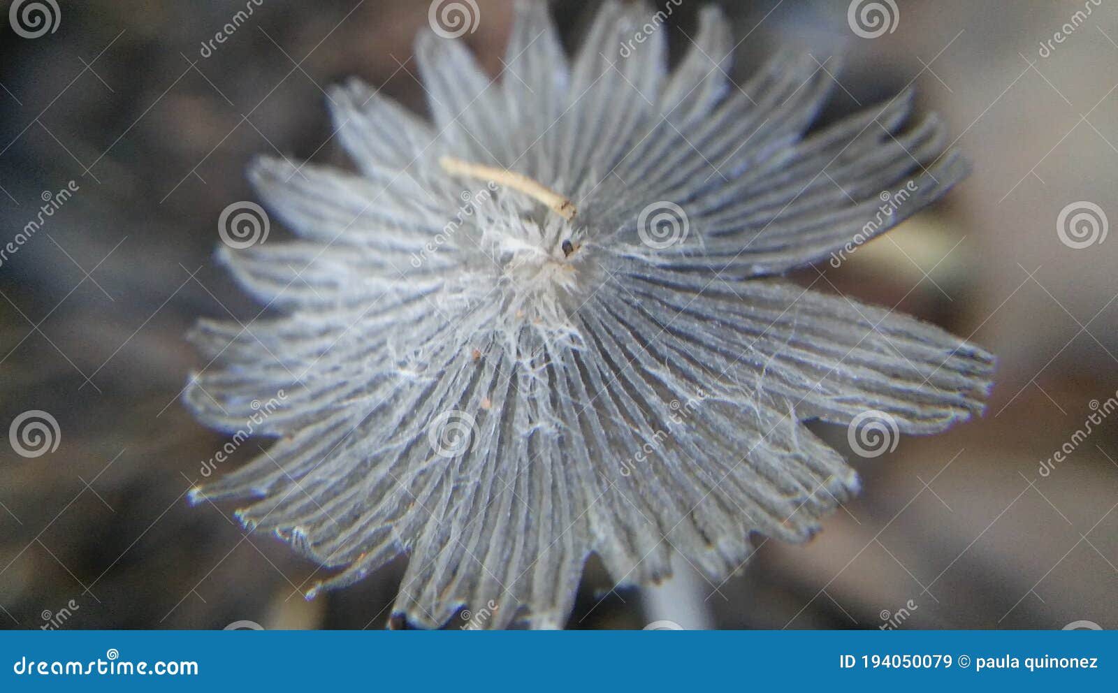Mushroom Growing Everywhere Stock Image Image of coral, flower 194050079