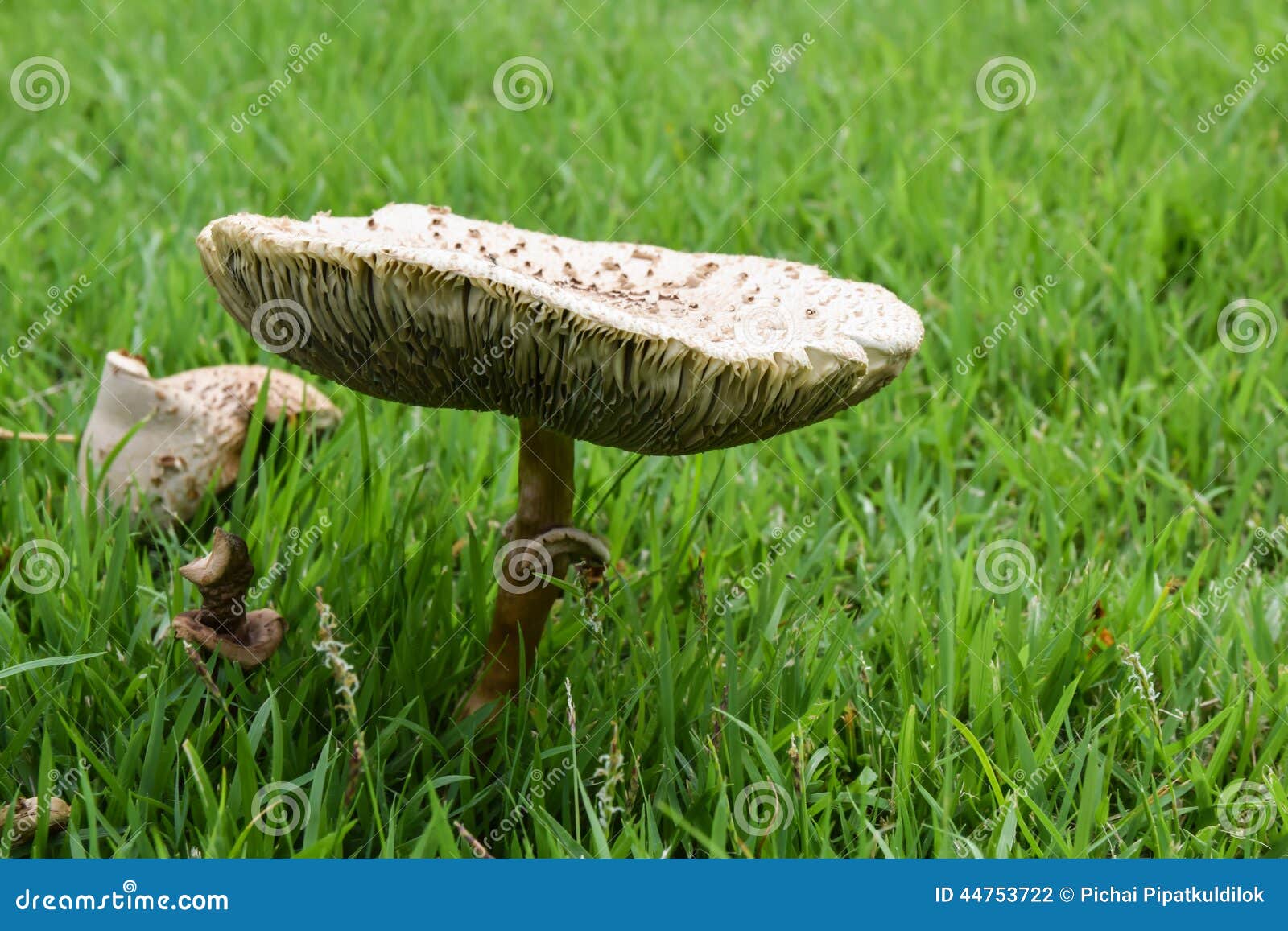 Mushroom Growing in the Grass Stock Photo Image of mushrooms, nature