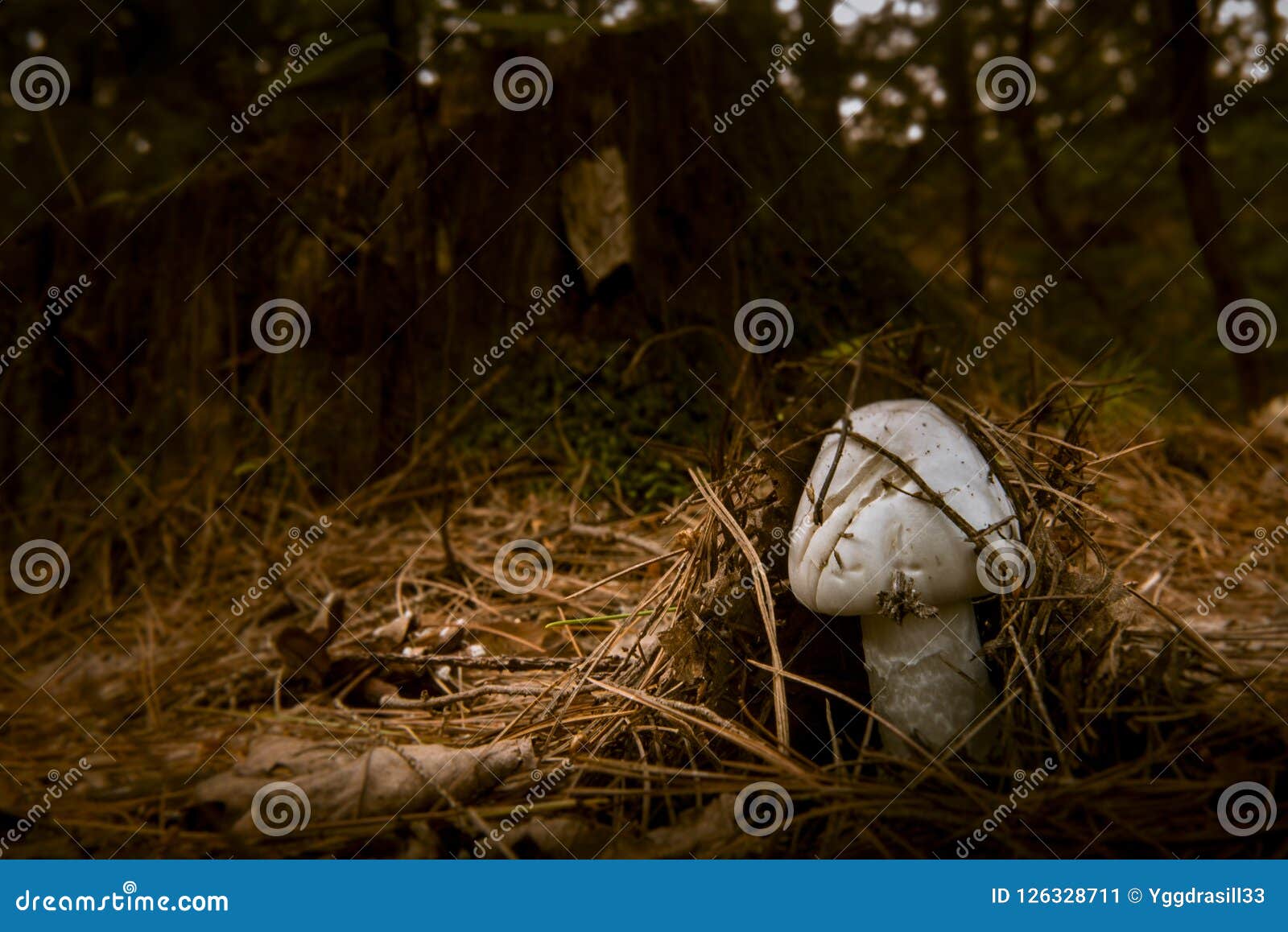 Mushroom Growing Under Pines Stock Image Image of color, fungus