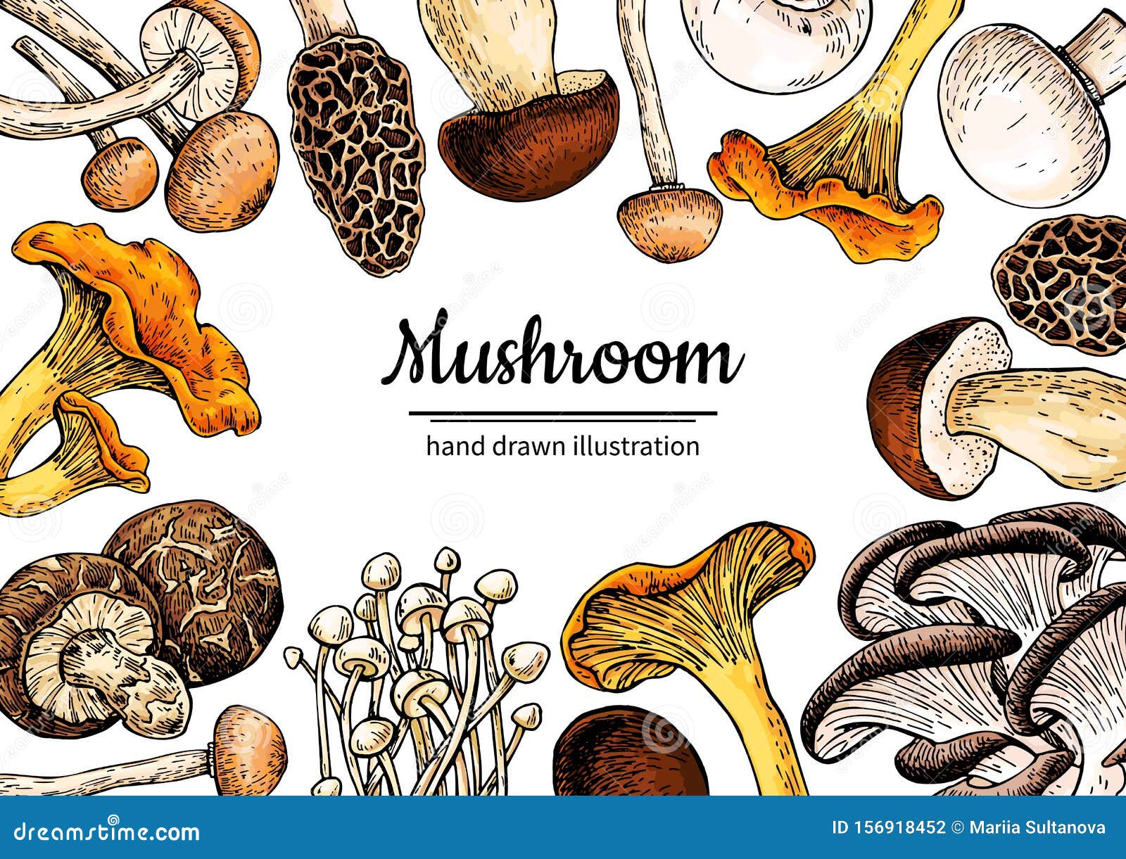 mushroom hand drawn  frame. sketch organic food drawing template.