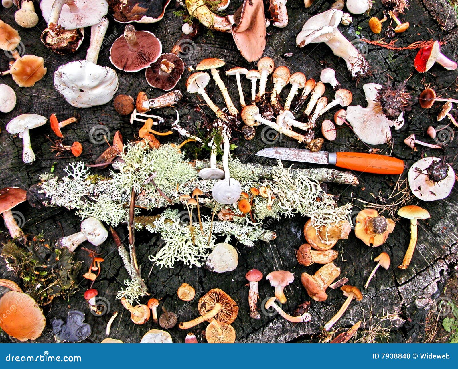 Mushroom hunting stock photo. Image of fresh, hunt, leaves 7938840