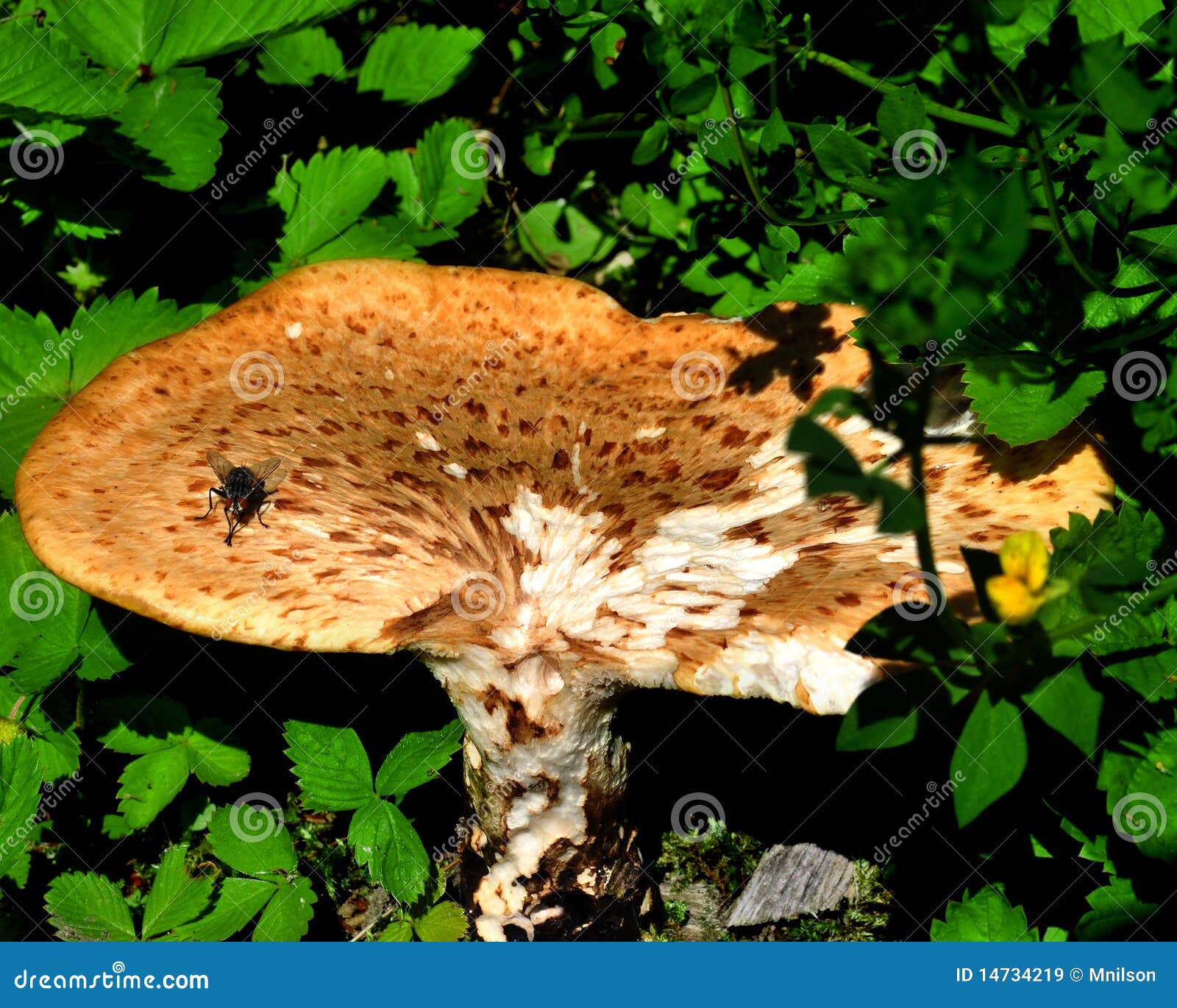 Mushroom with insect stock image. Image of biology, isolated 14734219
