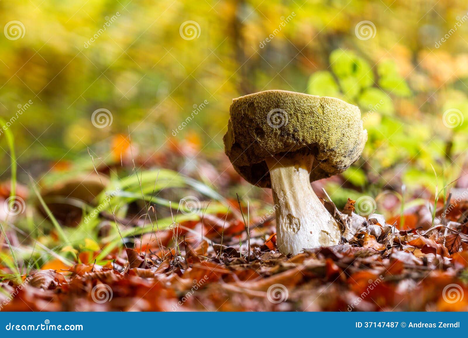 Mushroom Kingdom stock image. Image of food, botanical 37147487