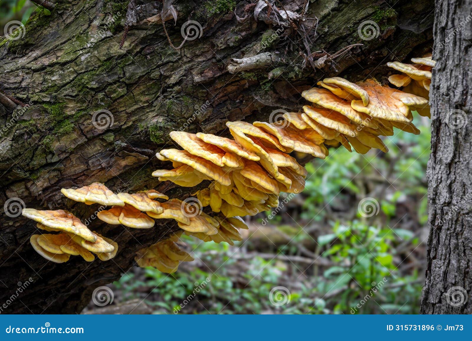 mushroom laetiporus sulphureus commonly known as chicken of woods
