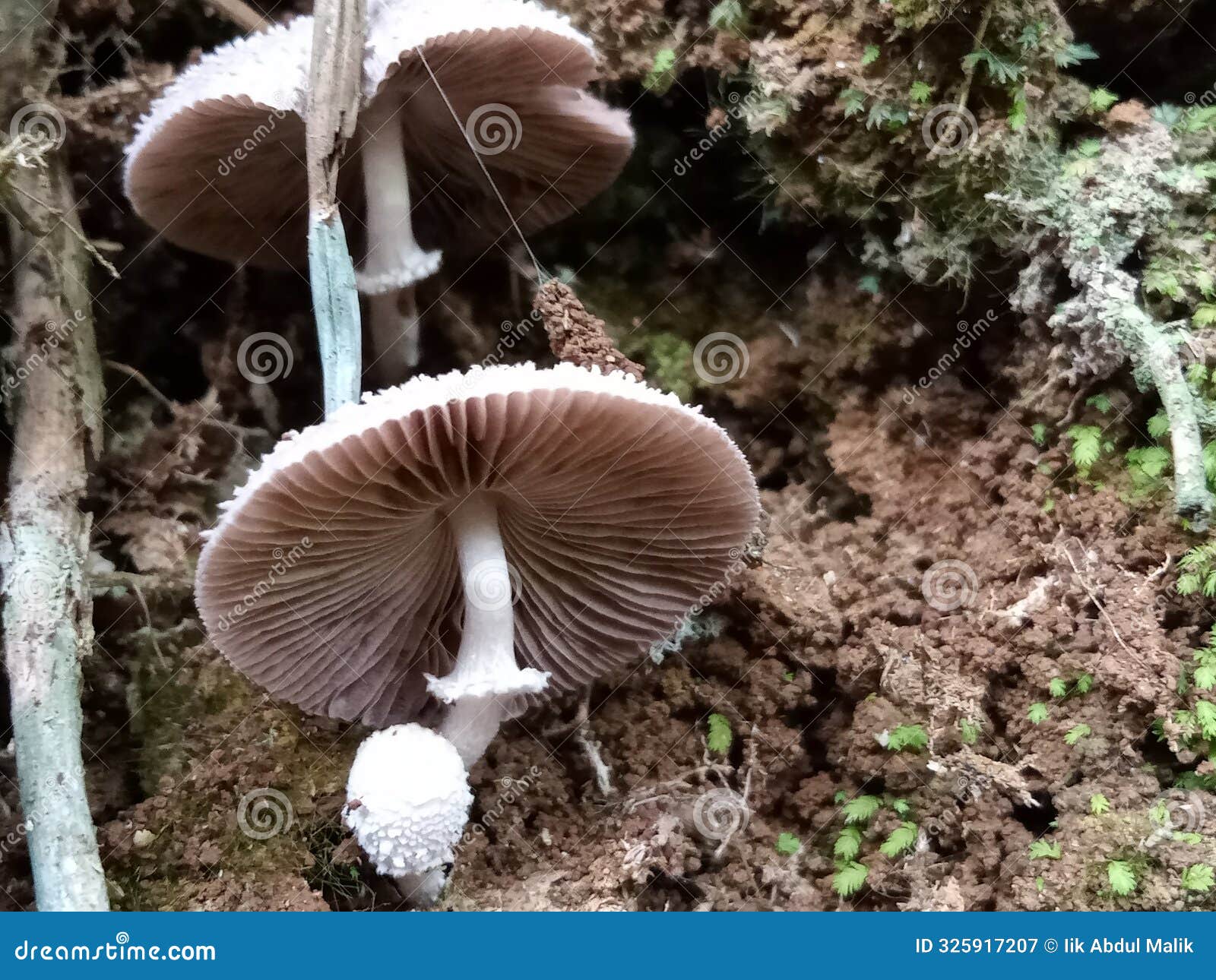 mushroom leucocoprinus cretaceusÂ 
