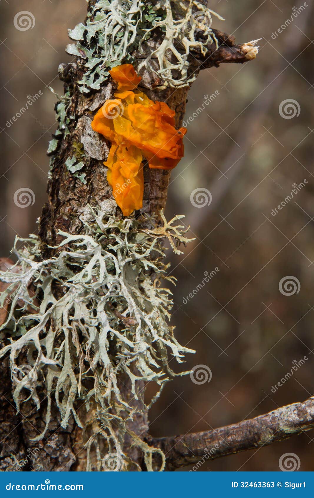 mushroom and lichens in oak trunk-