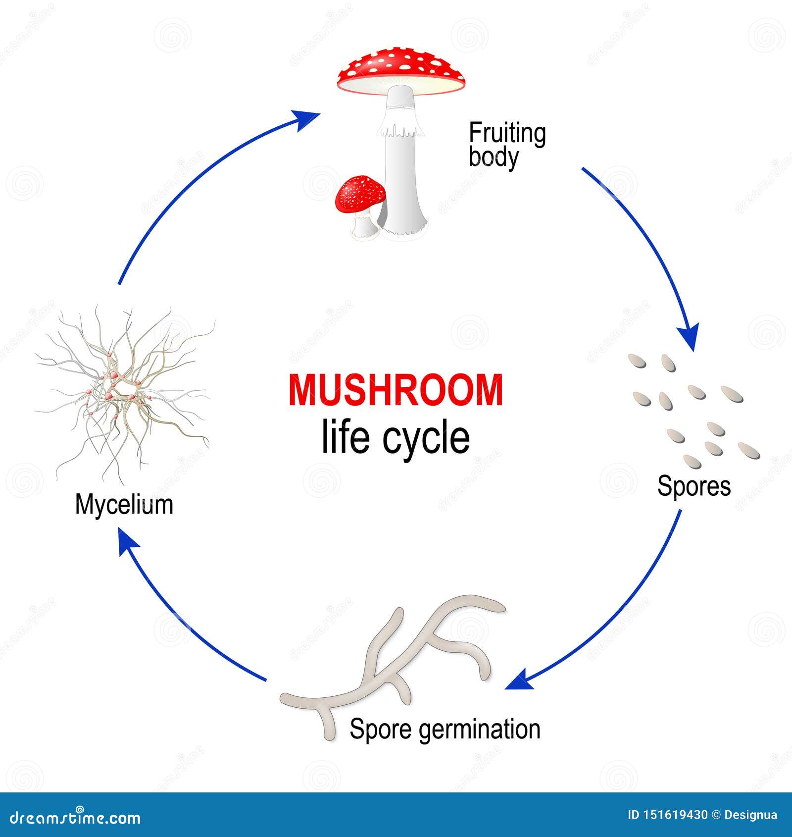 mushroom life cycle from spores to mycelium and fungi fruiting body. amanita muscaria