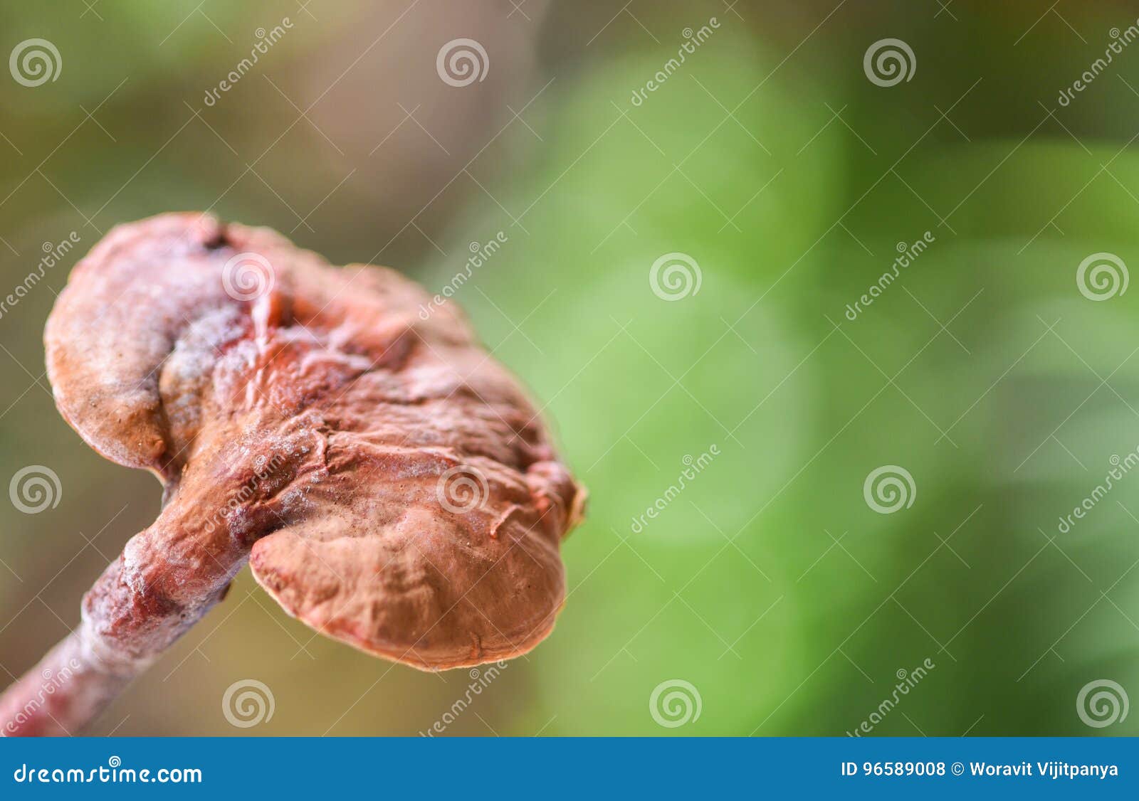 Mushroom Lingzhi stock photo. Image of nature, medicinal 96589008
