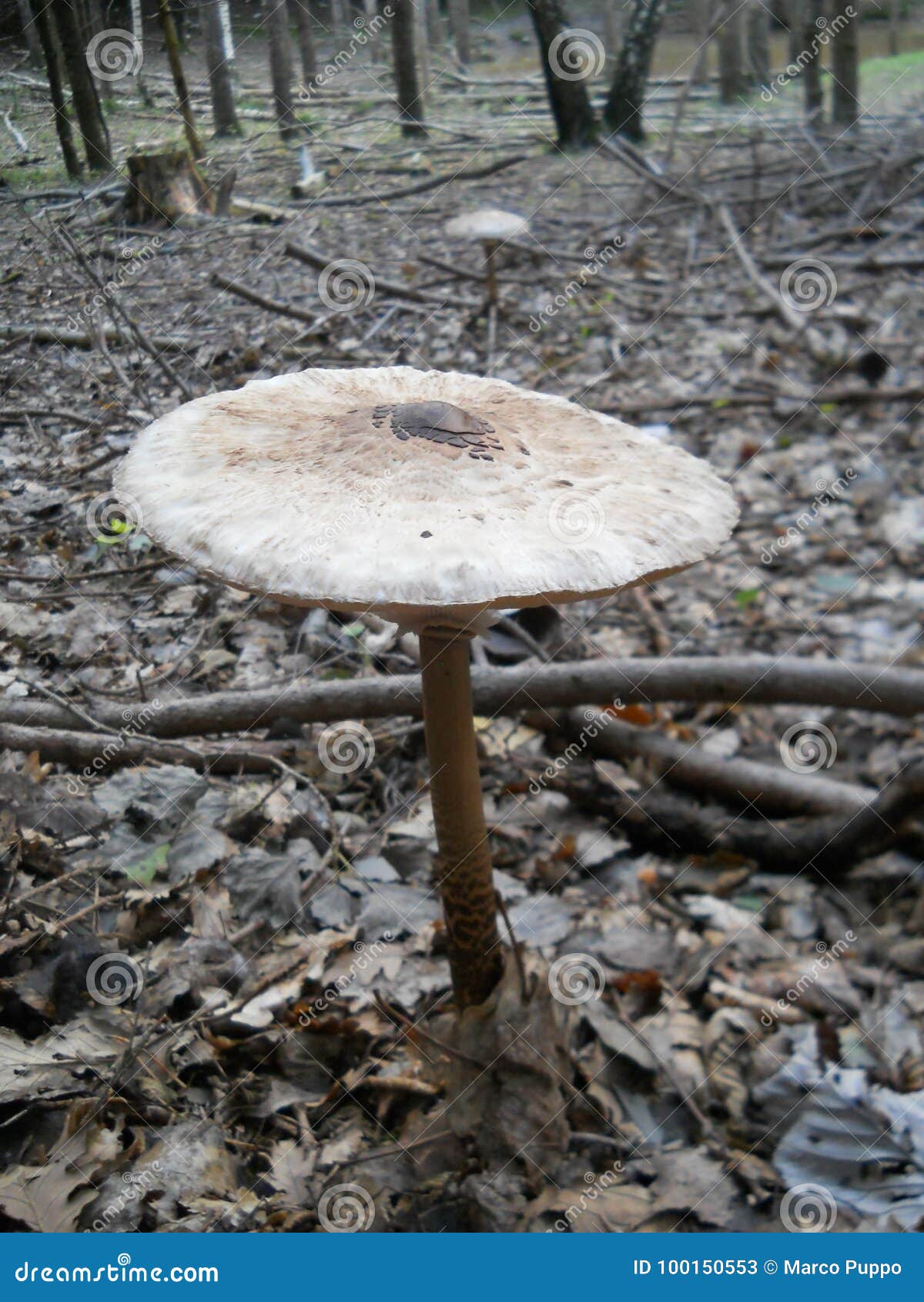 mushroom: macrolepiota procera