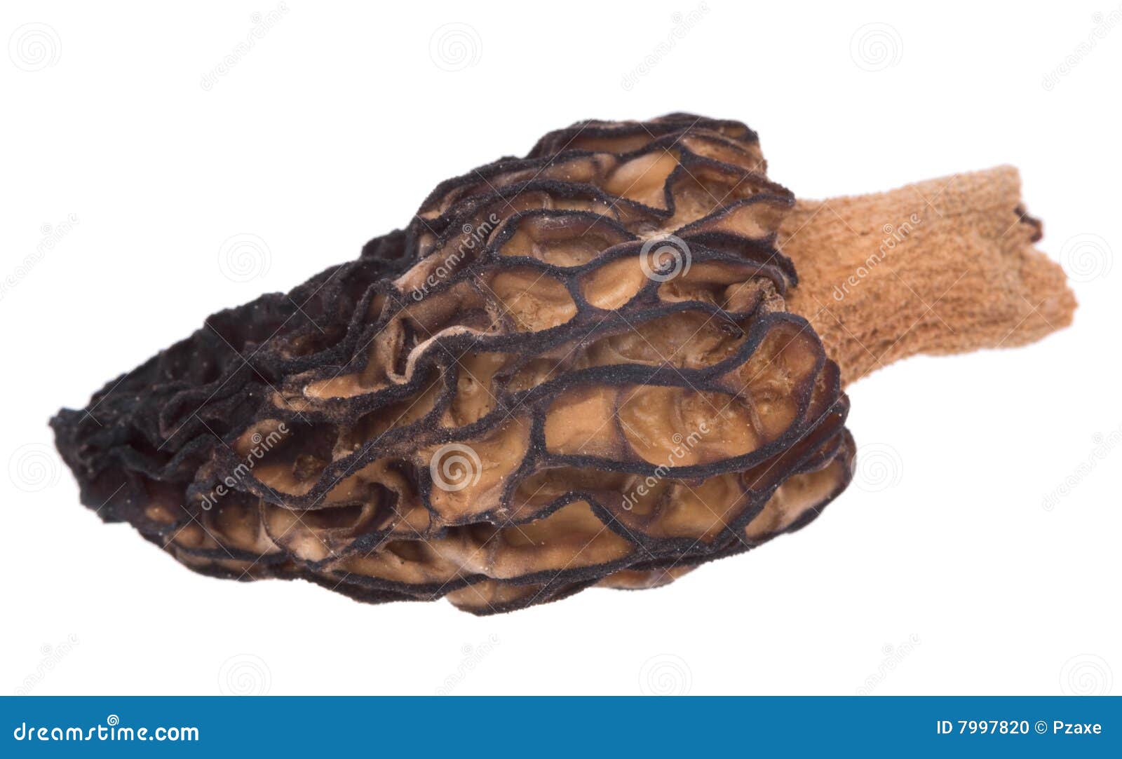 Cooking Of Morel Mushrooms. Edible Delicious Mushroom, Early Spring