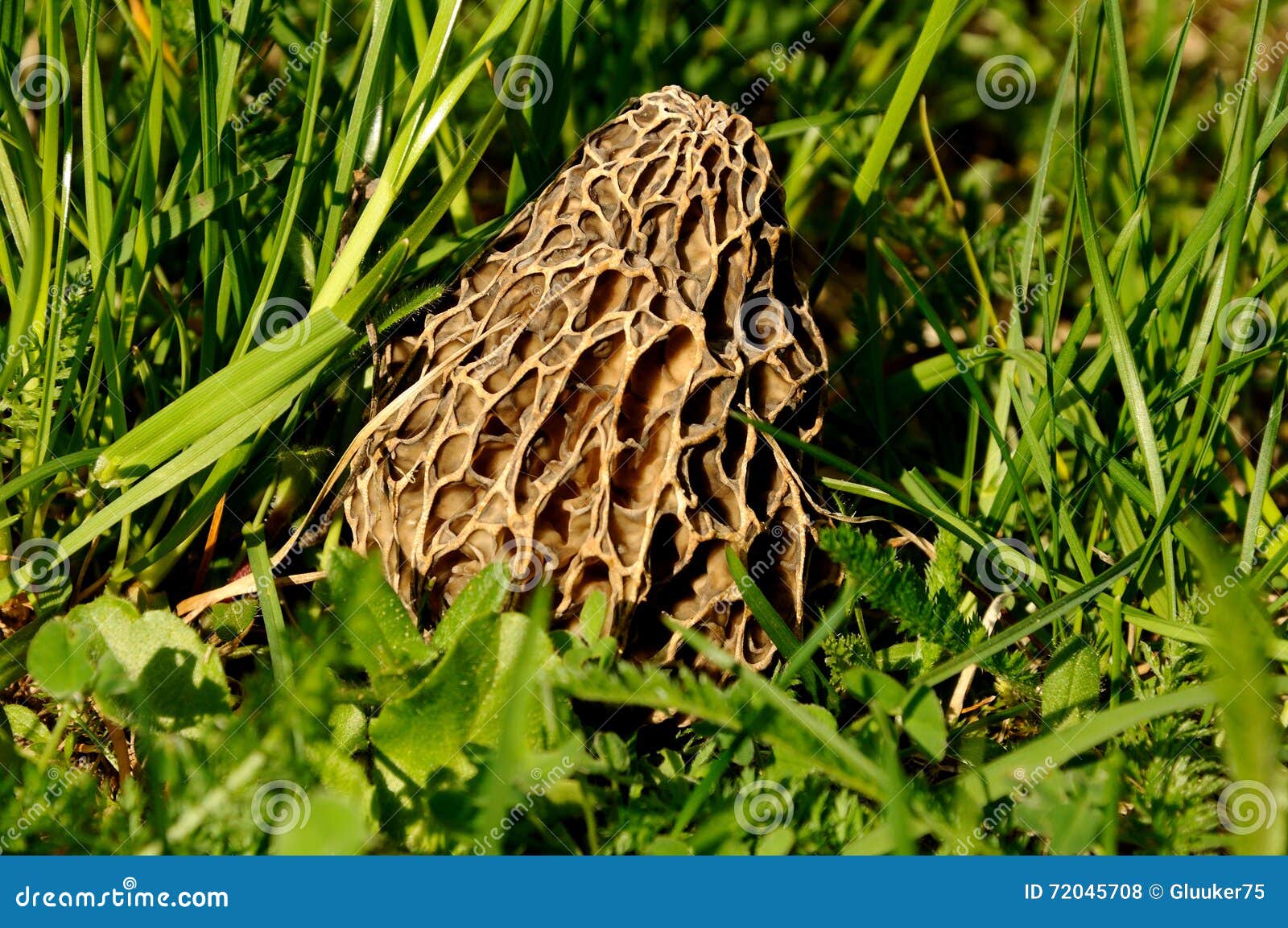 Mushroom a Morel in a Grass Stock Photo Image of closeup, ingredient
