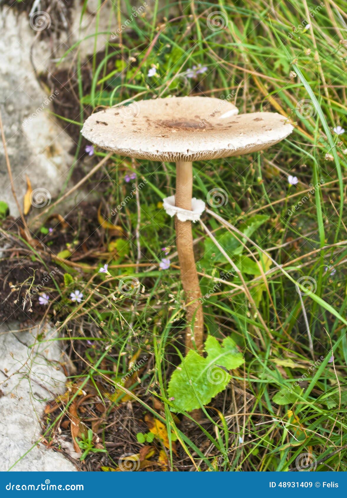 Mushroom in Mountain Forest Stock Image - Image of solitude, botanical ...