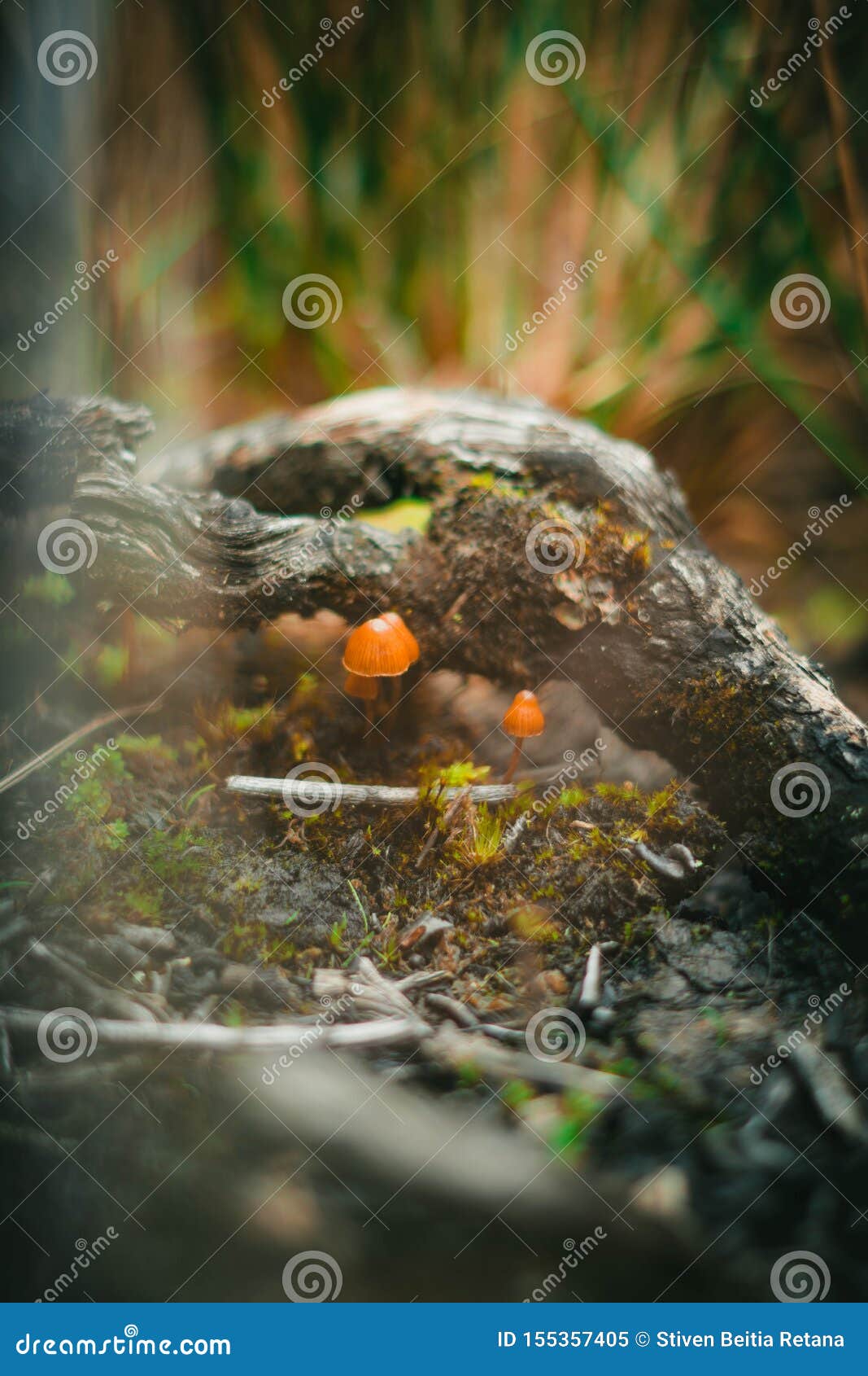 mushroom mushroom in the forest. macro photography.
