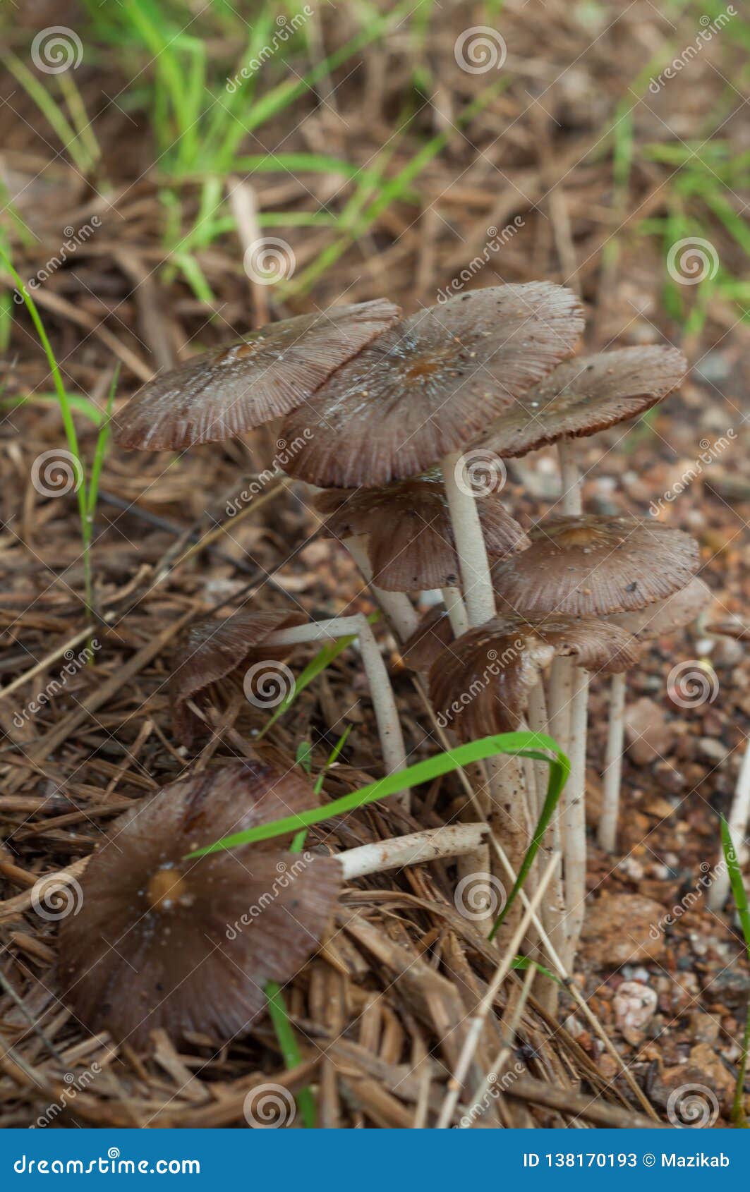 Mushrooms Grow on Old Straw Stock Image Image of toxin, venom 138170193