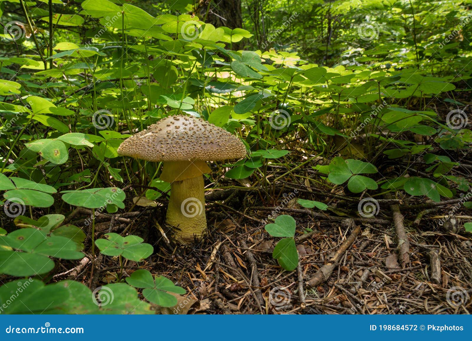 mushroom and oxalis