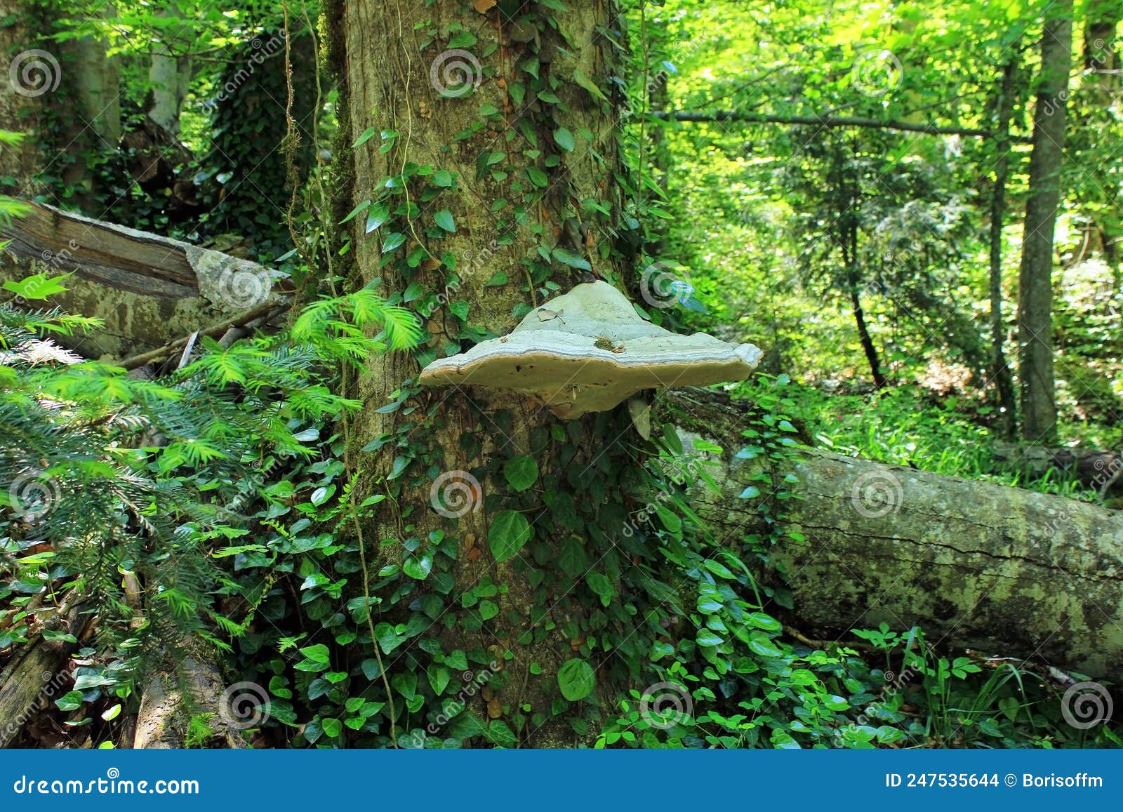Mushroom Parasitic on a Tree Stock Photo Image of parasite, forest