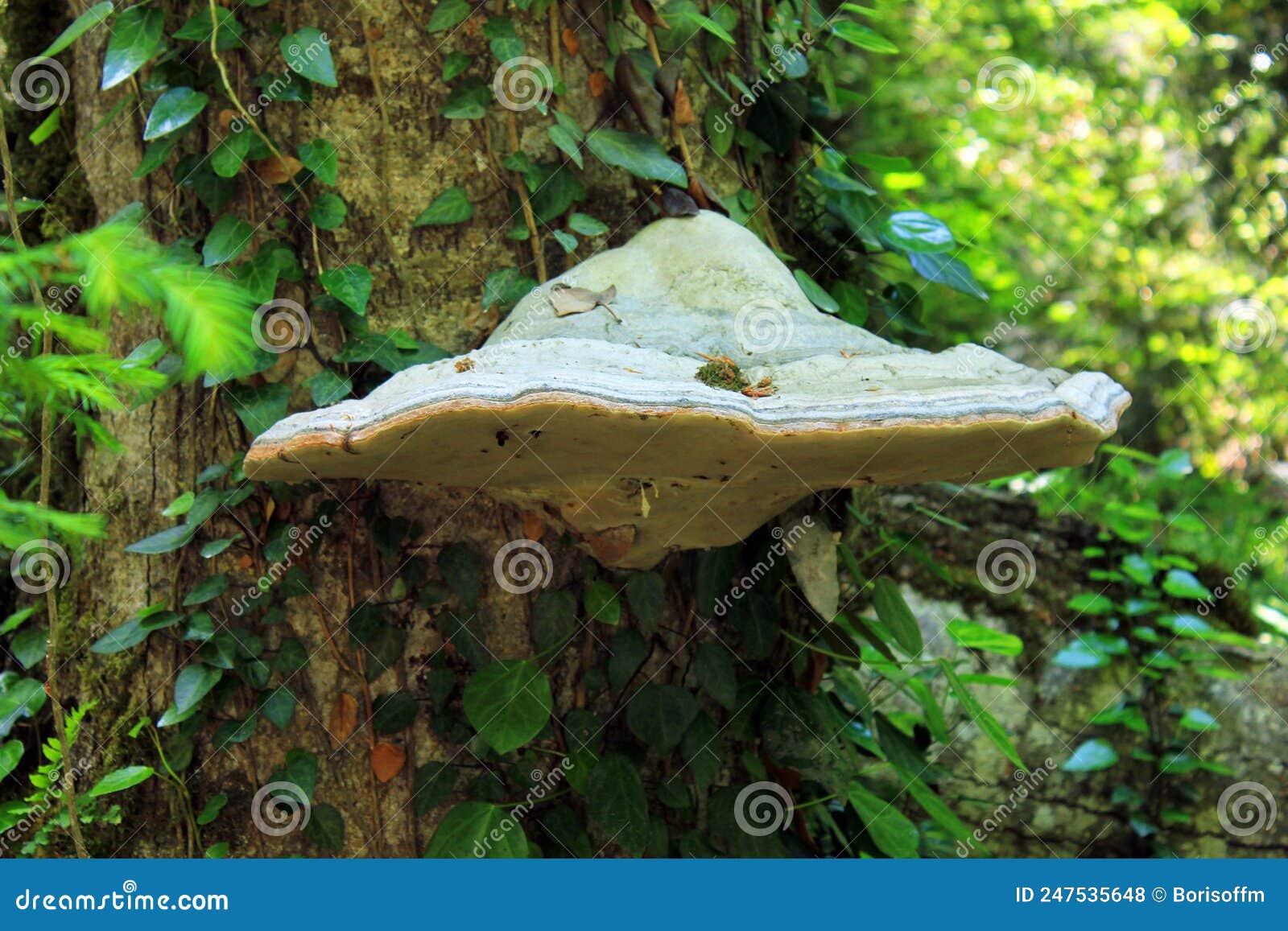 Mushroom Parasitic on a Tree Stock Photo Image of parasitic
