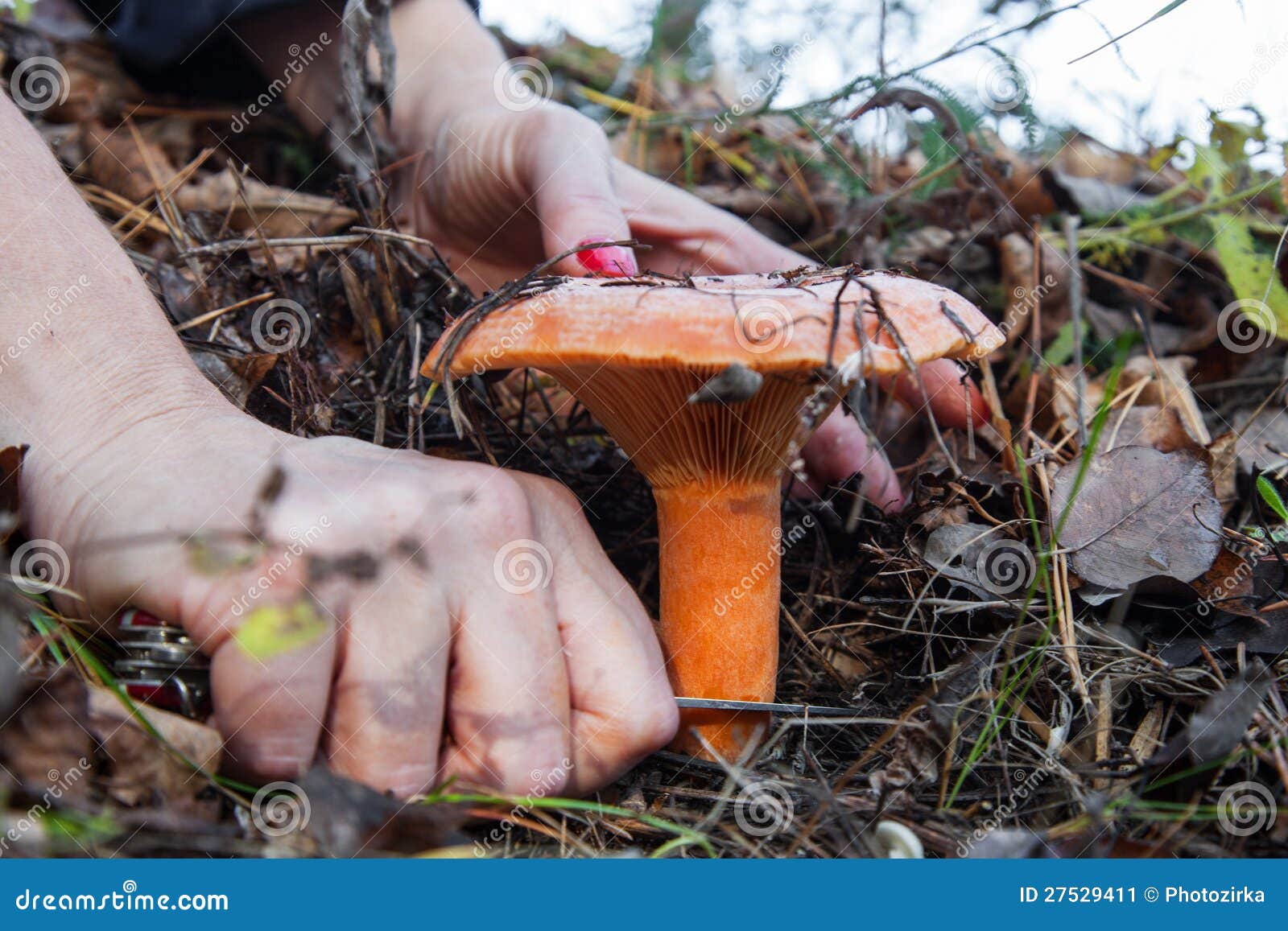 Mushroom picking stock image. Image of autumn, claspknife 27529411