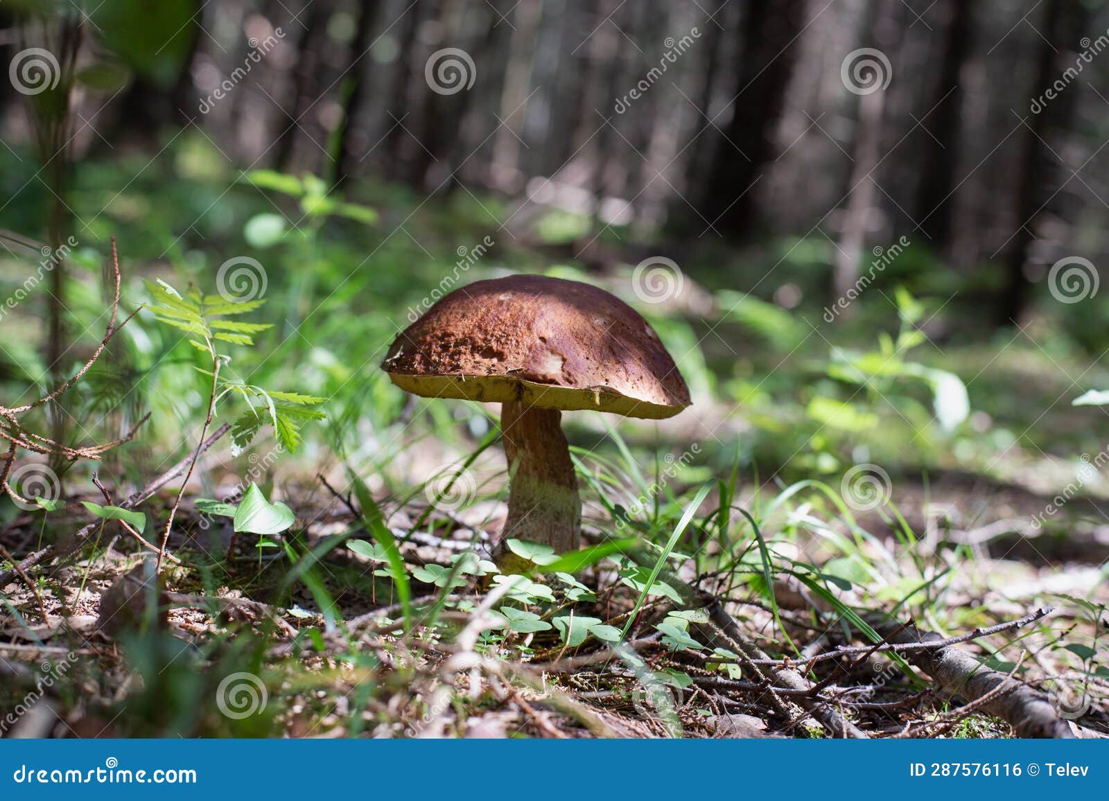 Mushroom Picking in the Forest Stock Photo Image of forest, edible