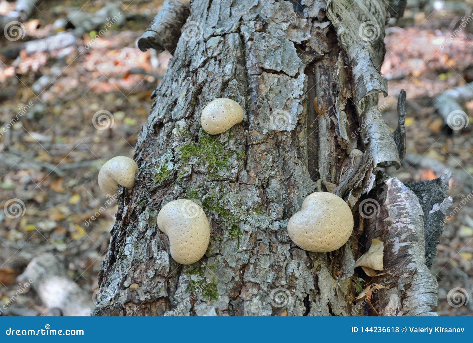 mushroom piptoporus betulinus 3