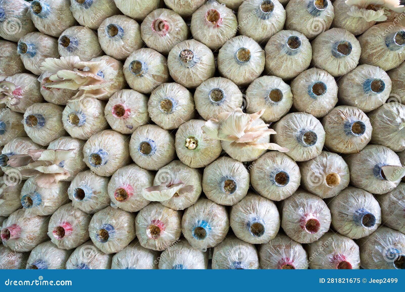 Mushroom plant nursery stock image. Image of nursery 281821675