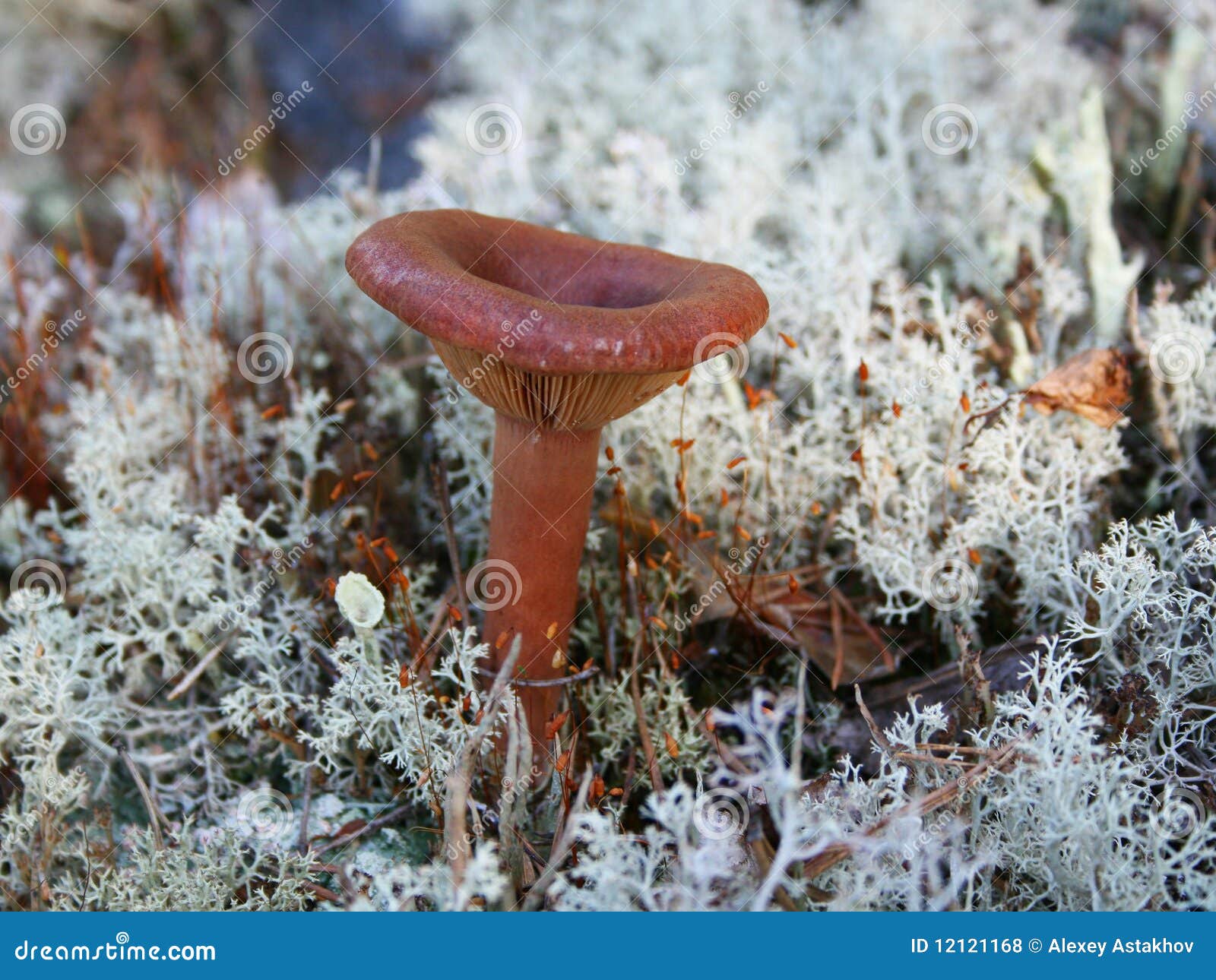 Mushroom in reindeer moss stock photo. Image of northern 12121168