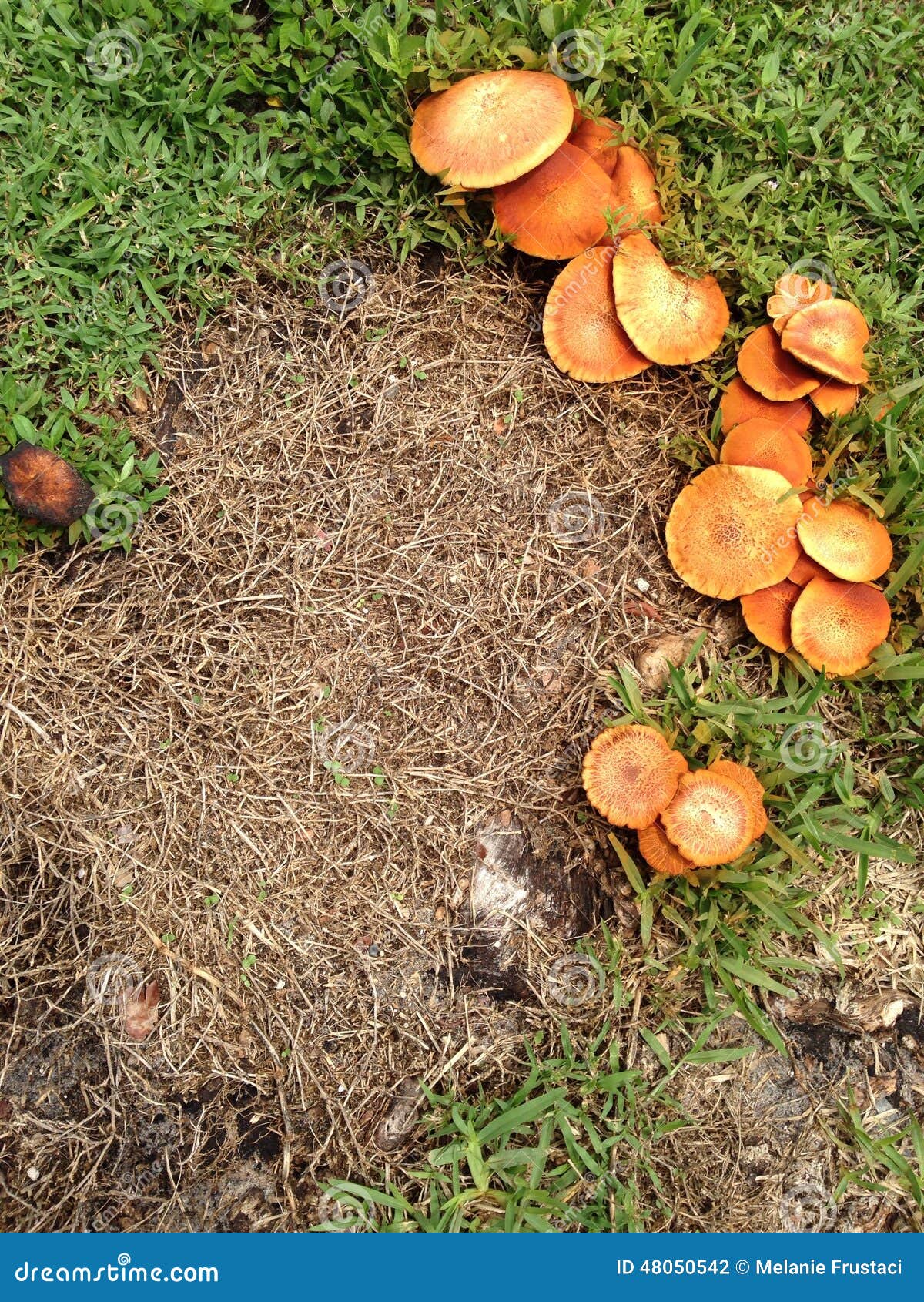 Mushroom ring stock photo. Image of thought, mushrooms 48050542