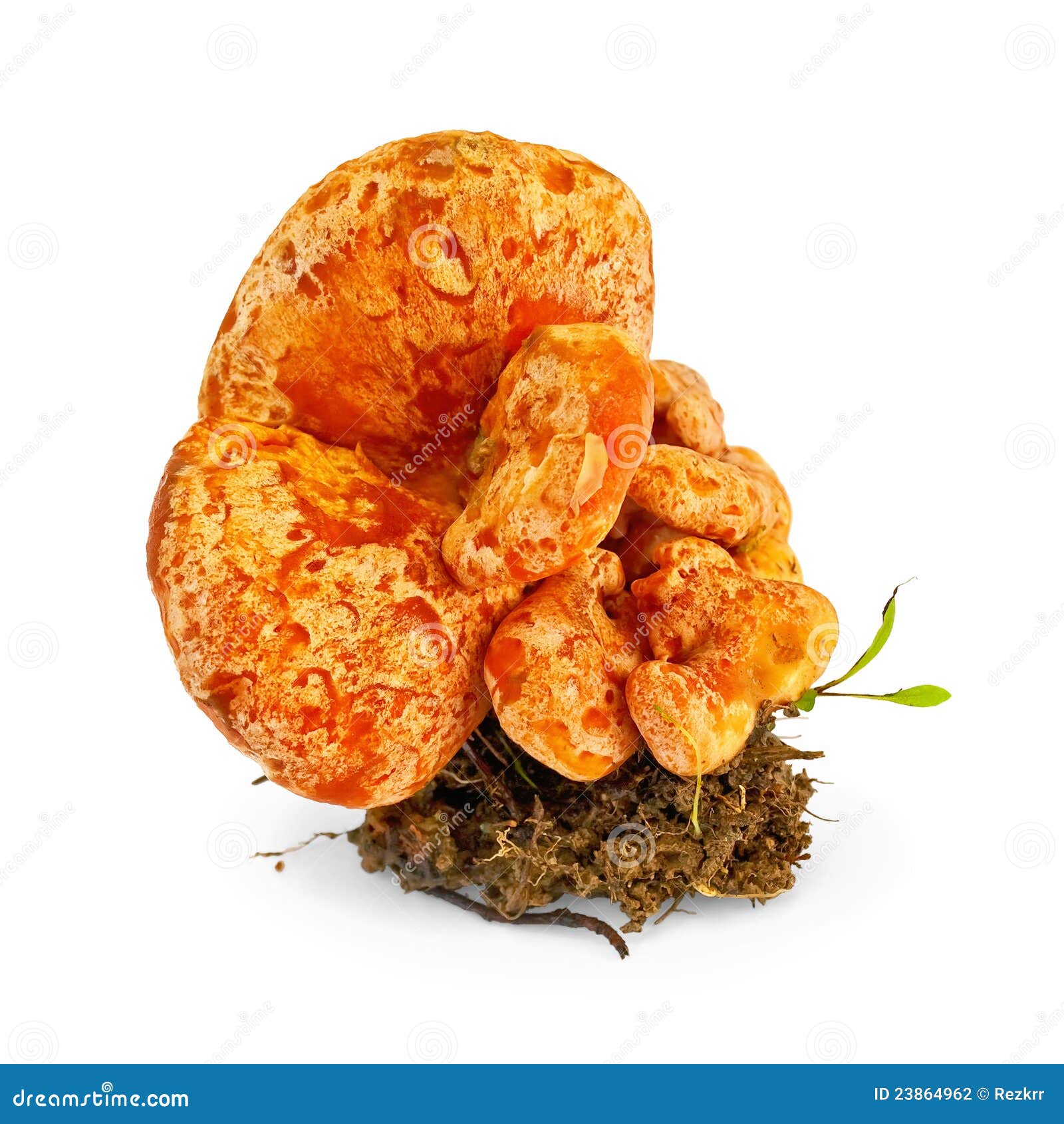 Mushroom saffron stock photo. Image of healthy, indoors 23864962