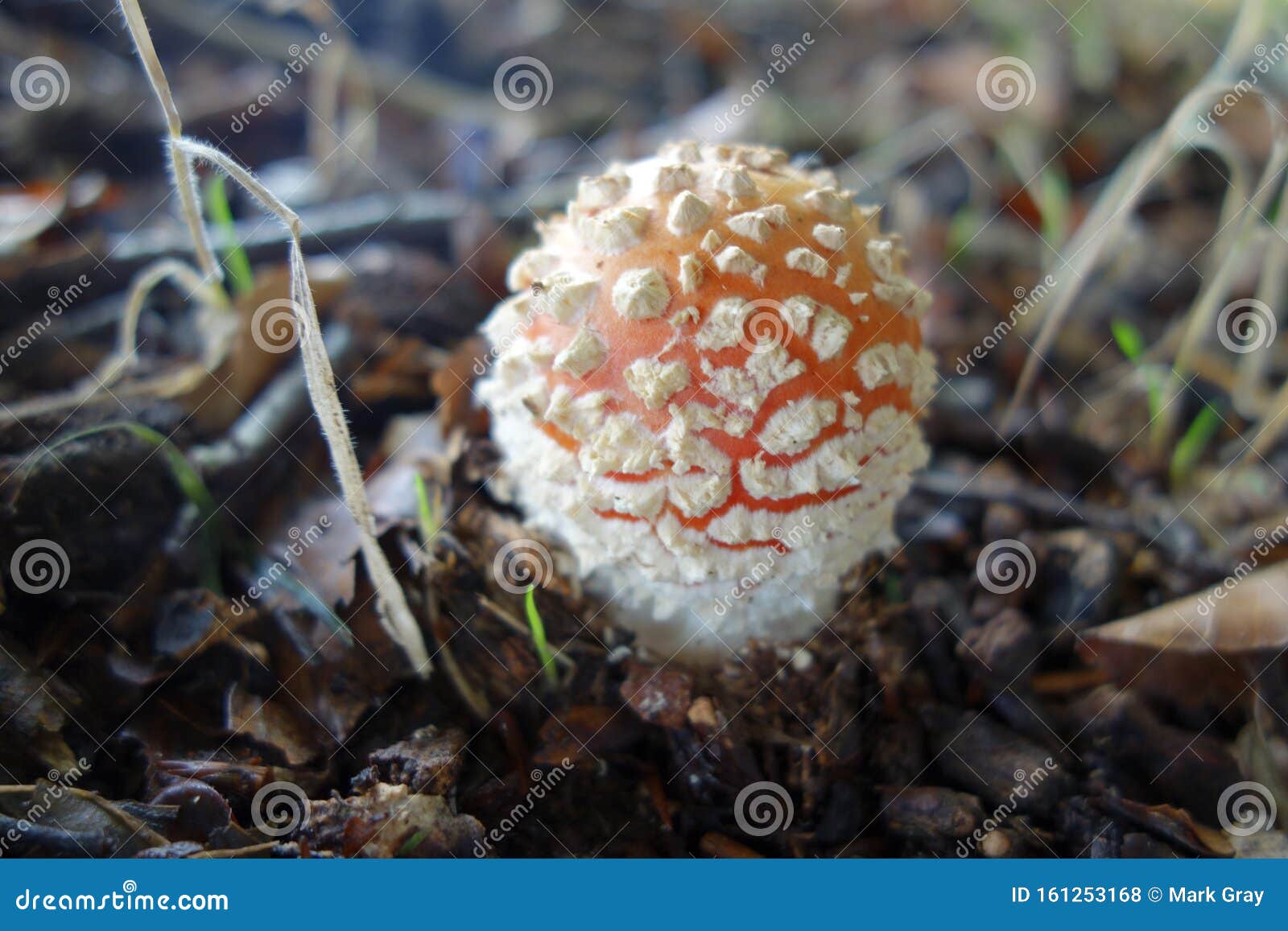 A Mushroom Shooting stock photo. Image of autumn, mushroom 161253168