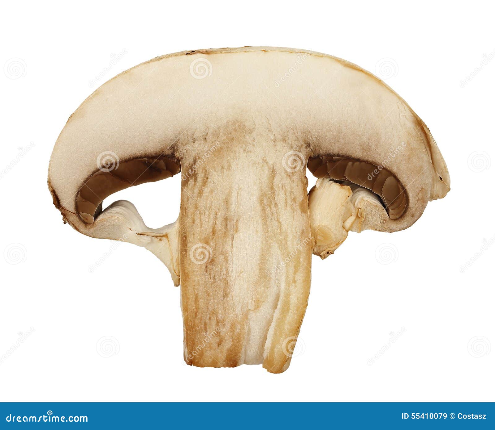 mushroom slice clip art - photo #11