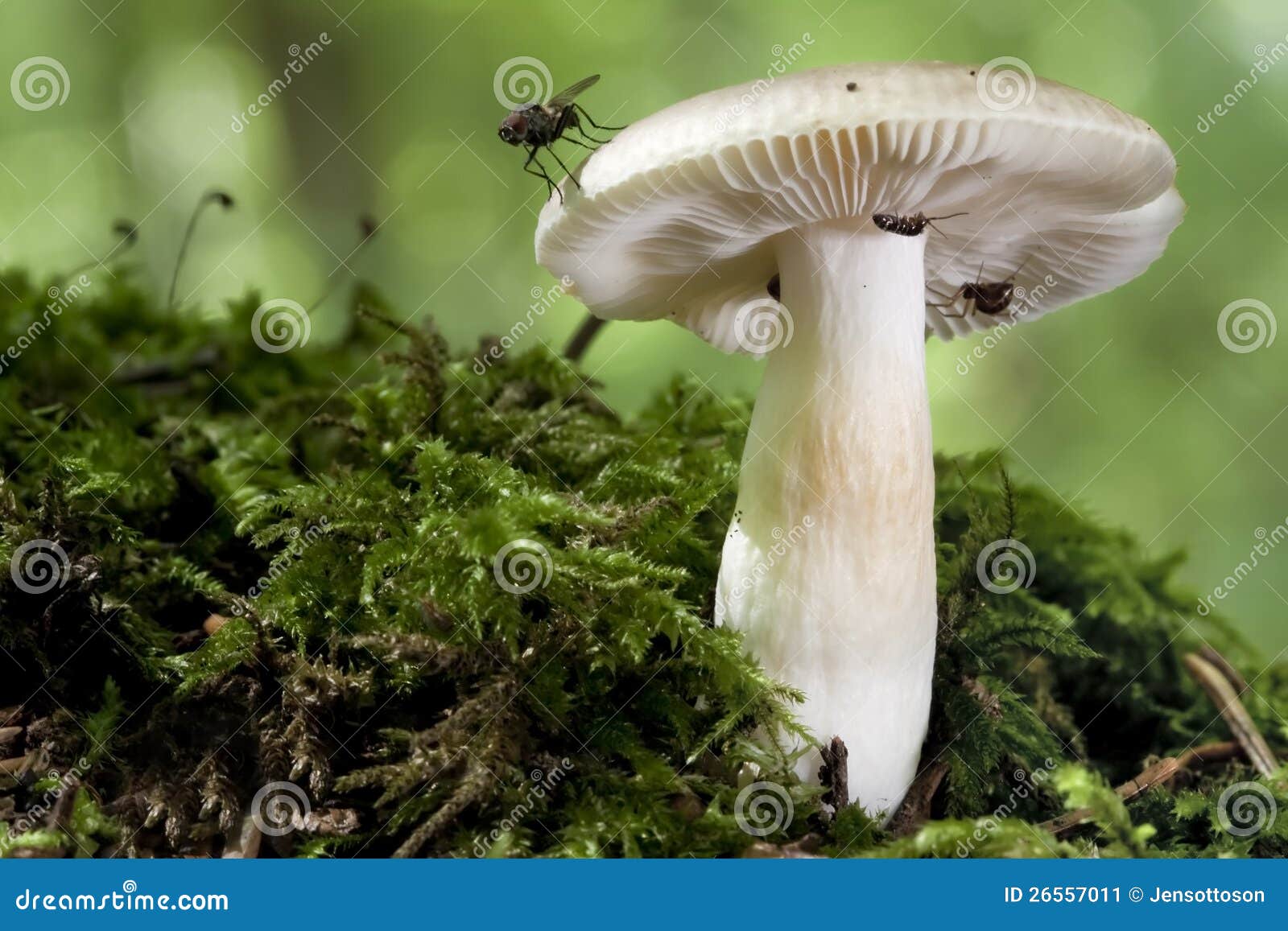 Mushroom with some Insects stock image. Image of insects 26557011