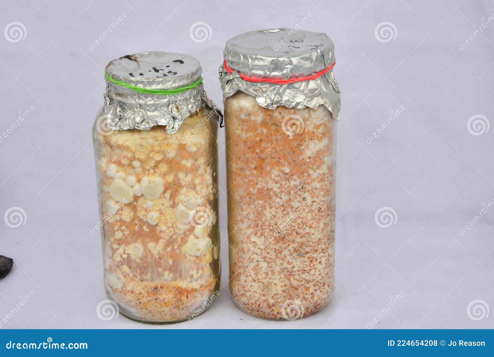 Mushroom spores in a jar stock photo. Image of cuisine 224654208