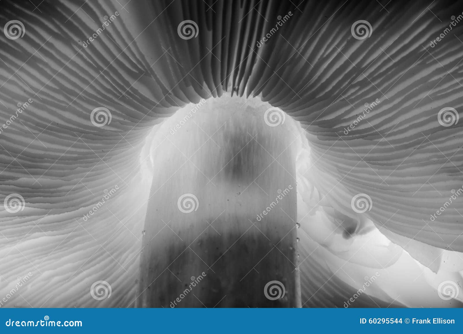 Mushroom stem stock photo. Image of white, plants, nature 60295544