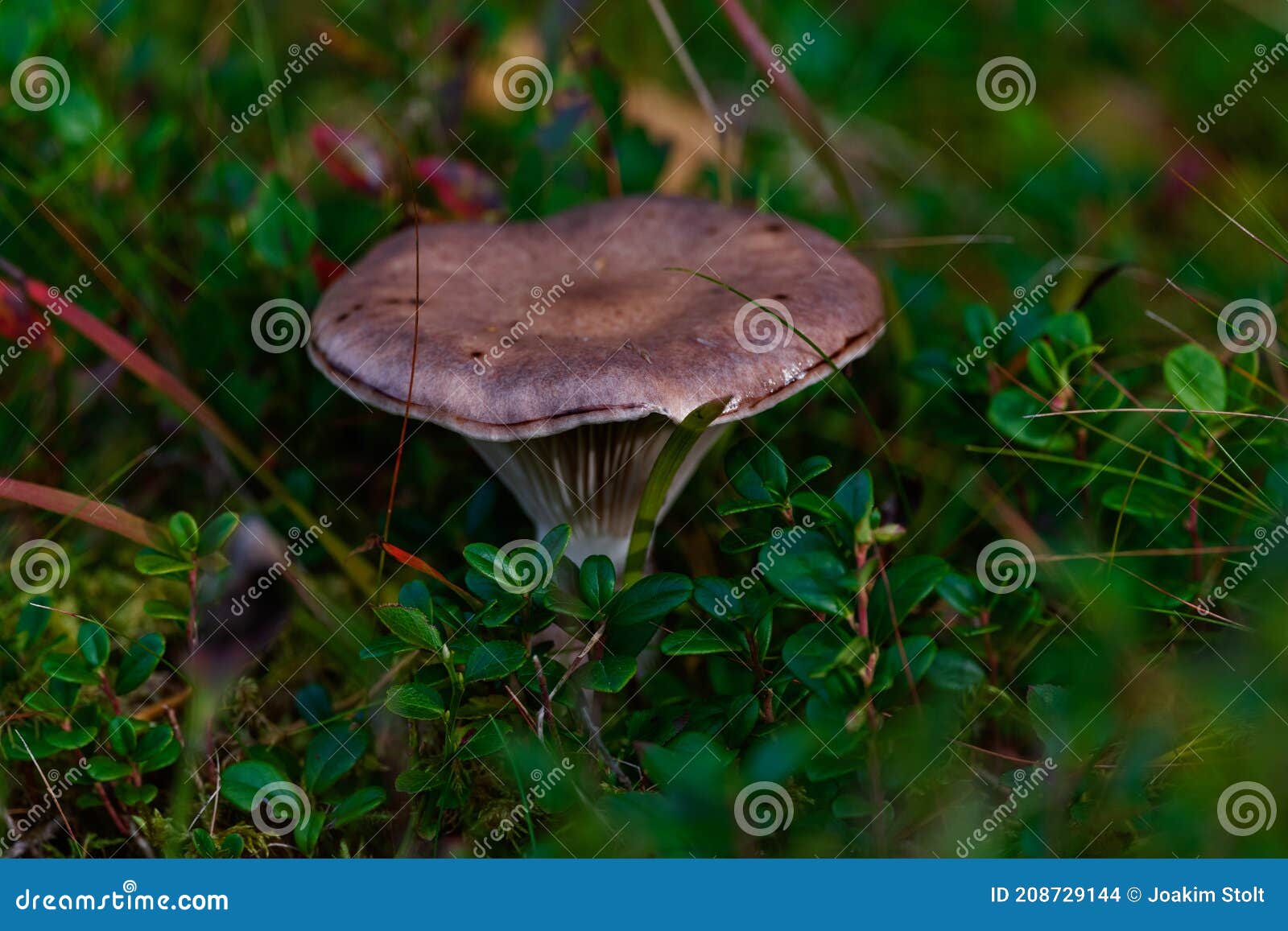 fungus in small bushes at fall