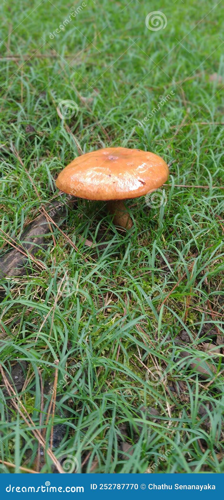a small brown mushroom on field