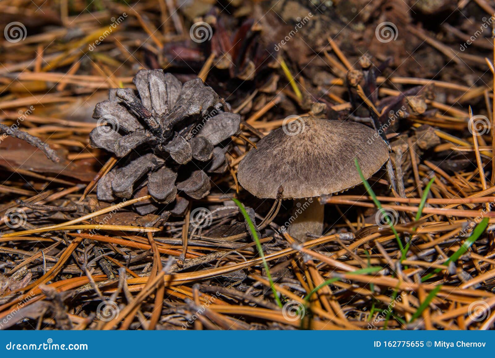 mushroom tricholoma triste and pine cone in pine forest. mushroom close-up. soft selective focus.
