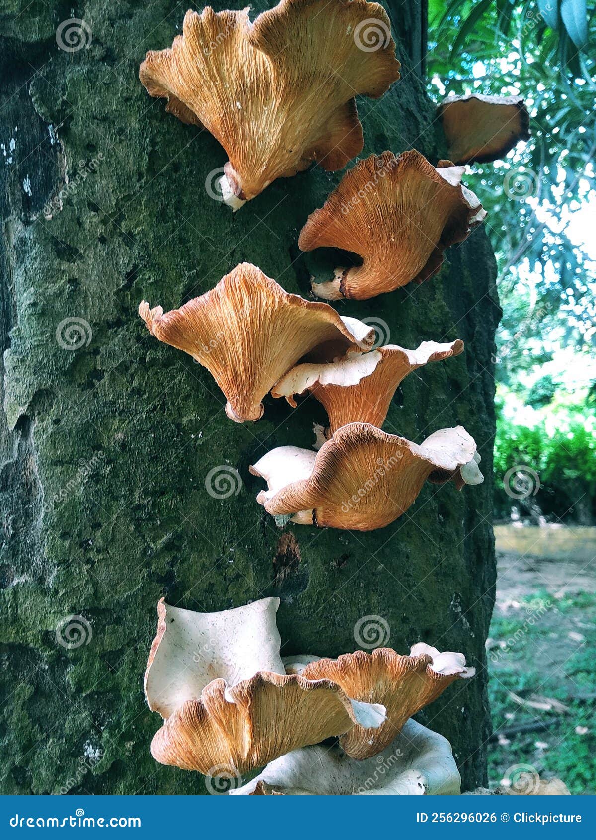 Mushroom Umbrella in the Tree Stock Photo Image of soil, fungus 256296026