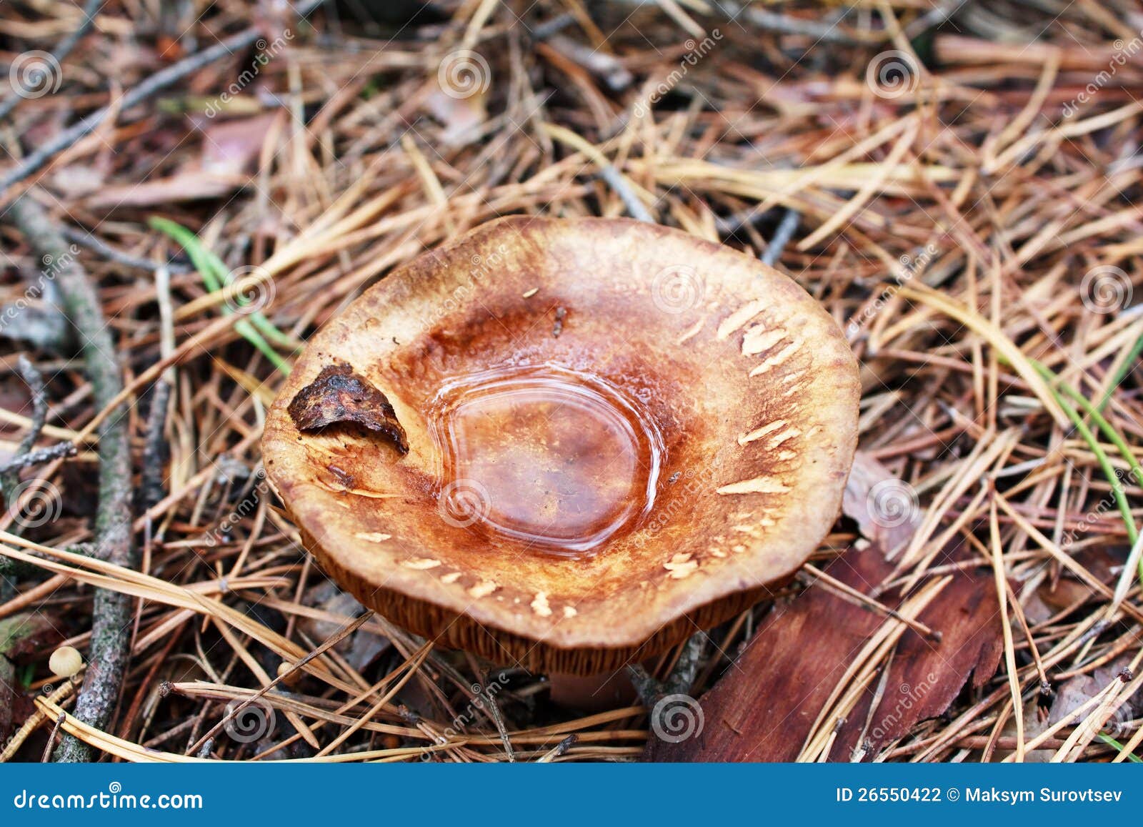 Mushroom with water stock photo. Image of rain, water 26550422