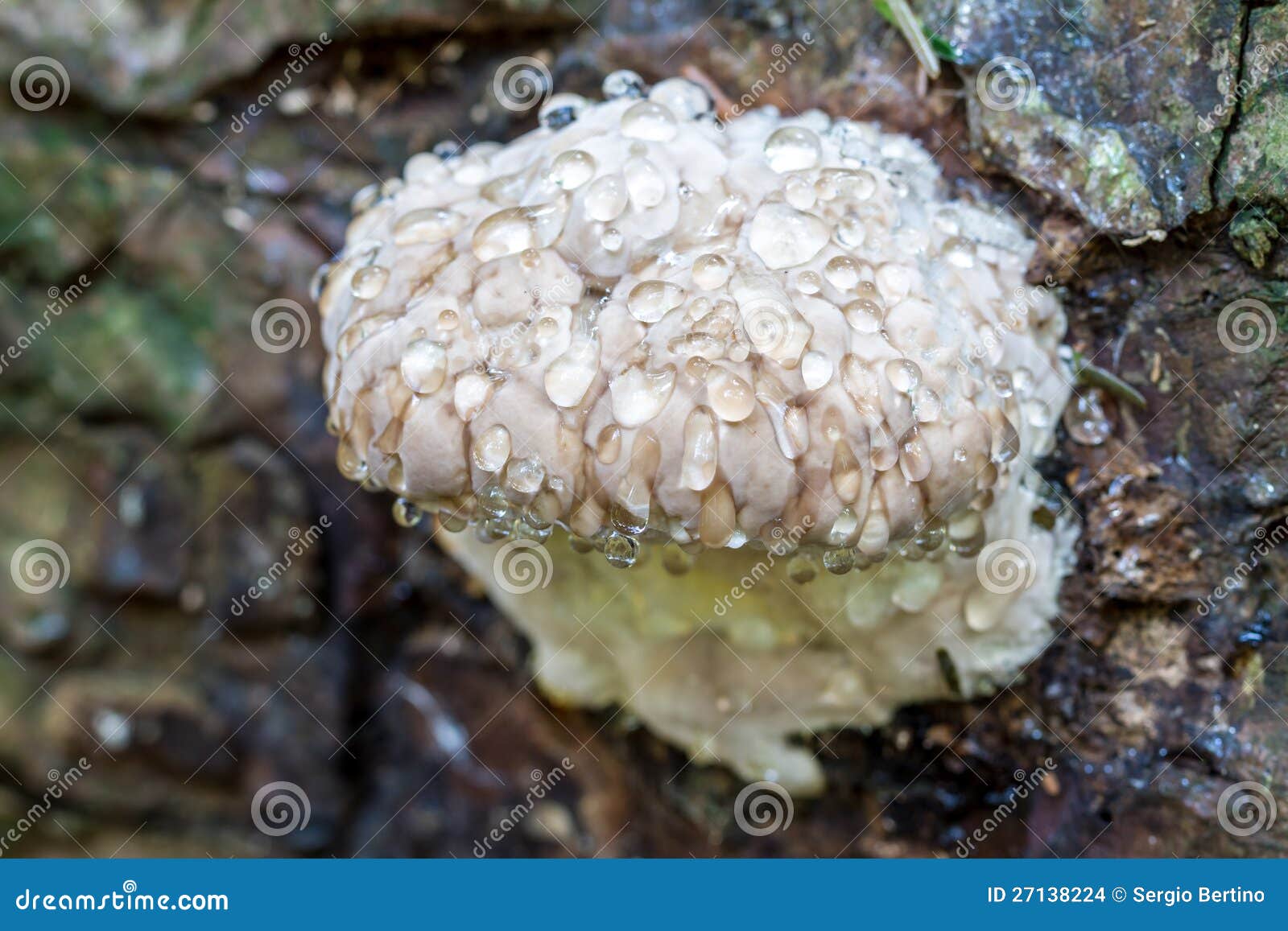 Mushroom with water drops stock photo. Image of detail 27138224