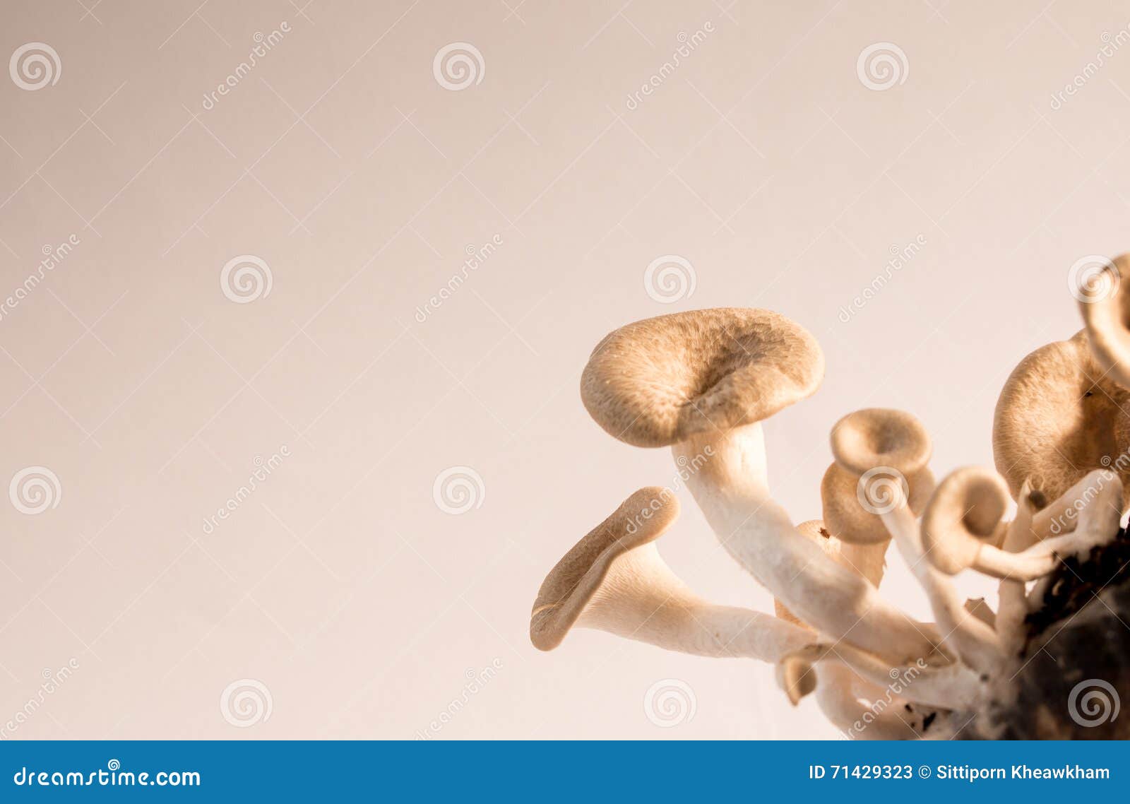 mushroom white background
