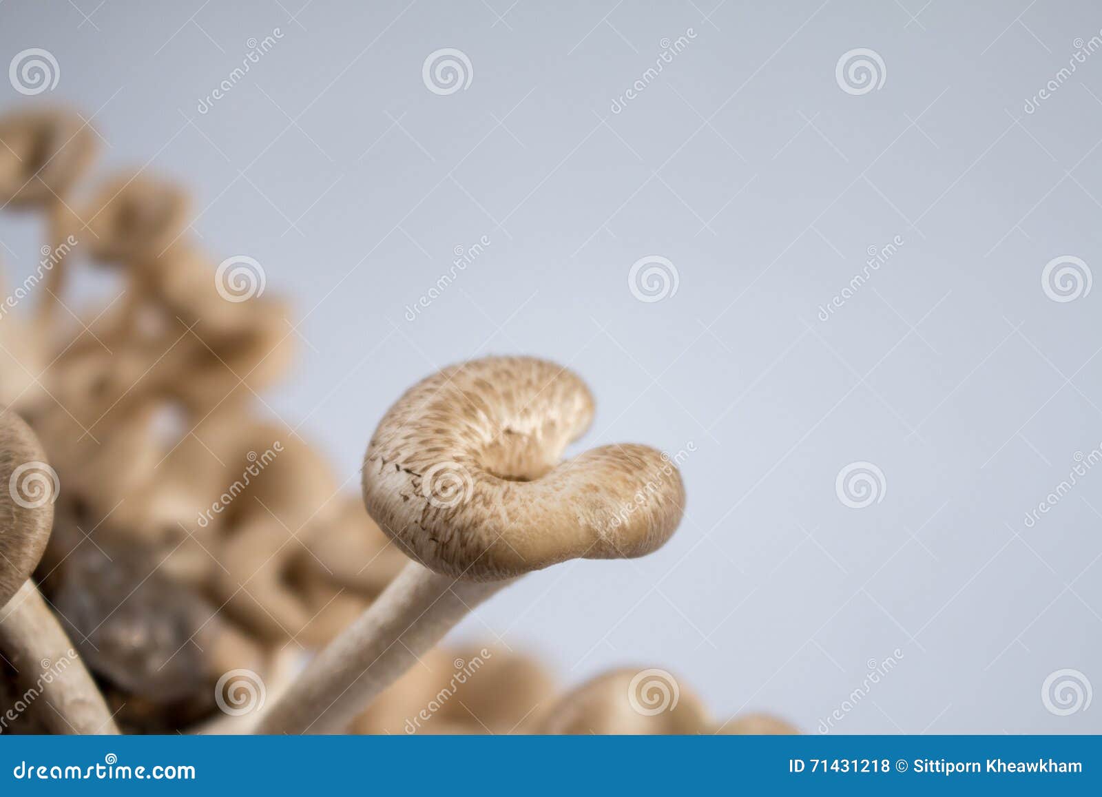 mushroom white background