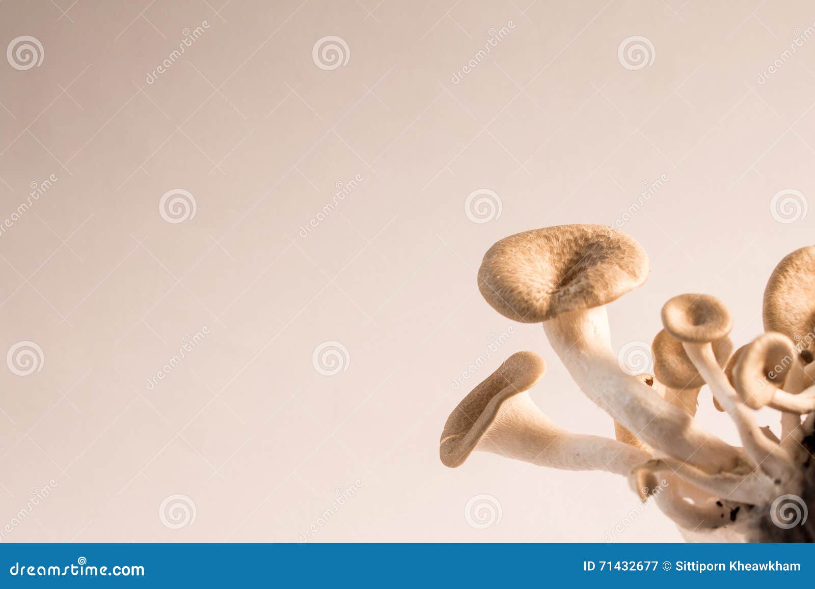 mushroom white background