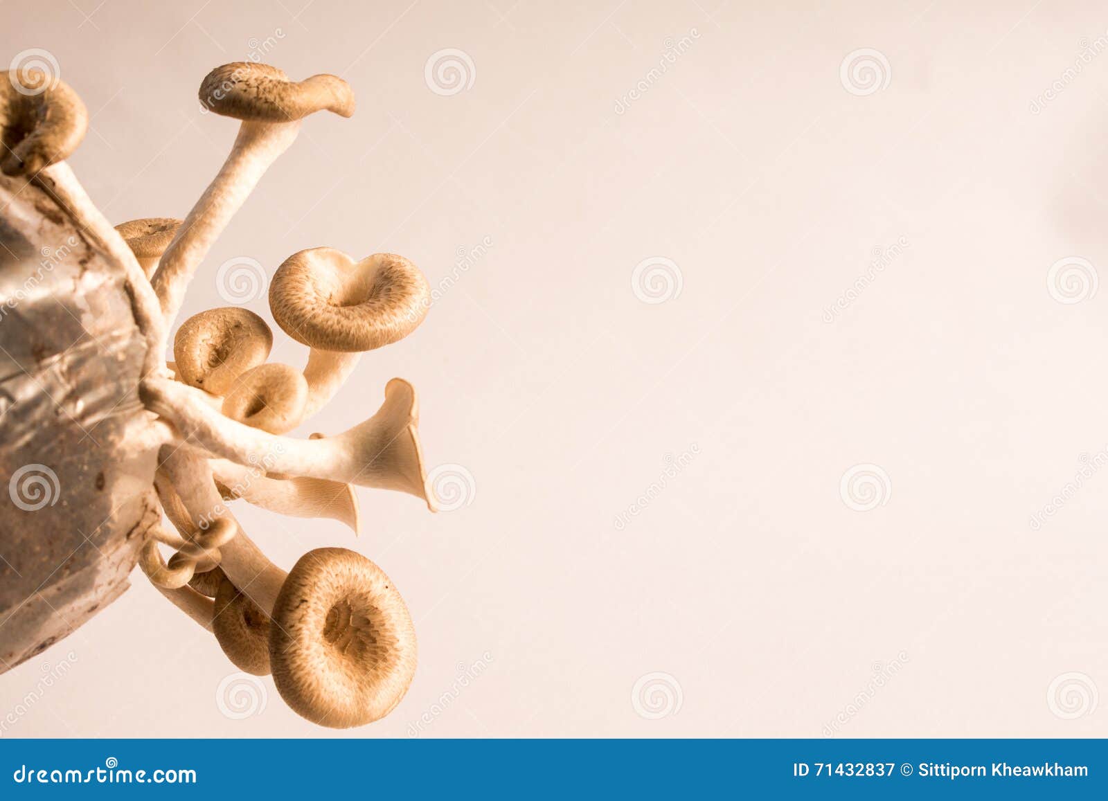 mushroom white background