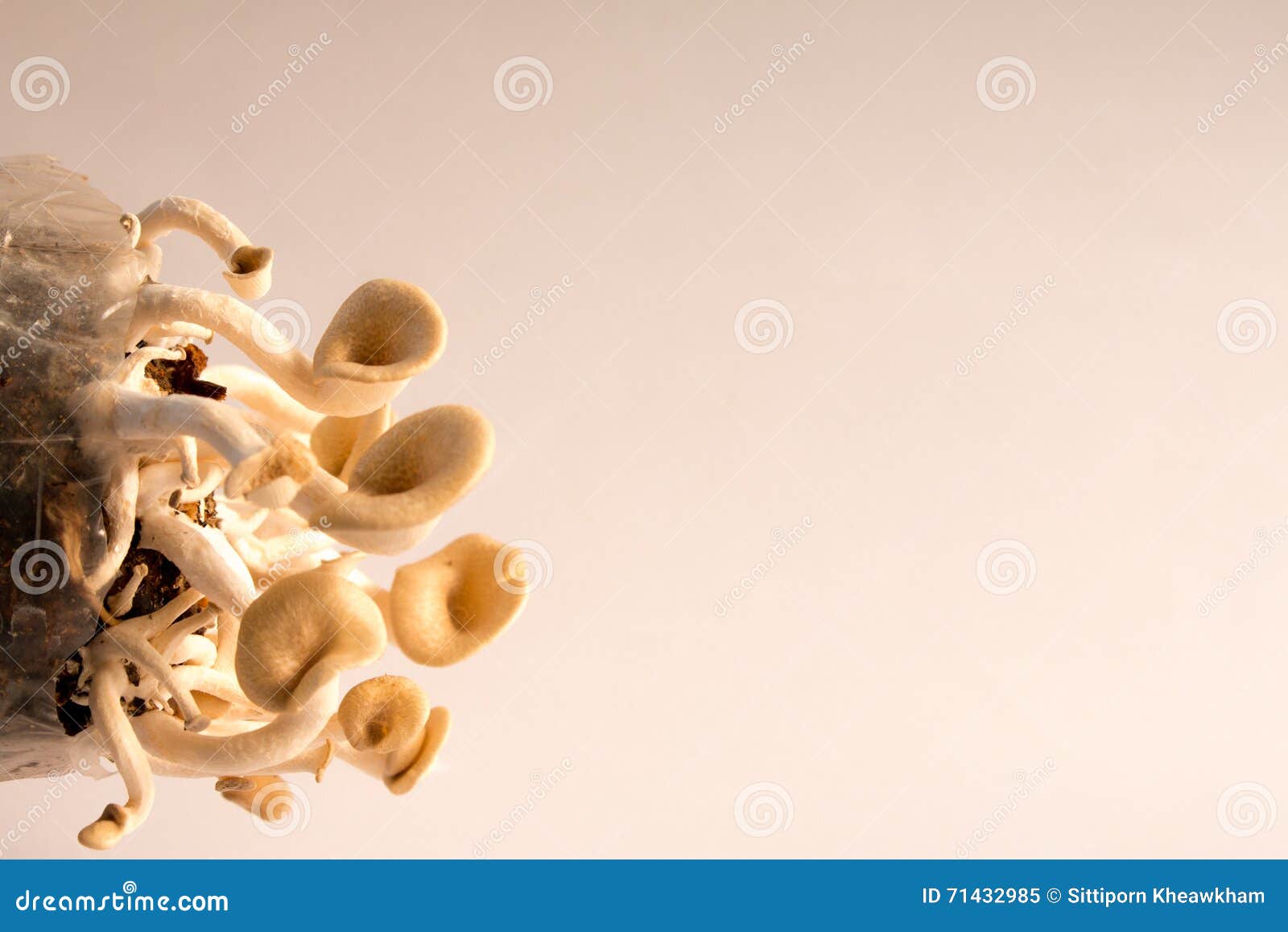 mushroom white background