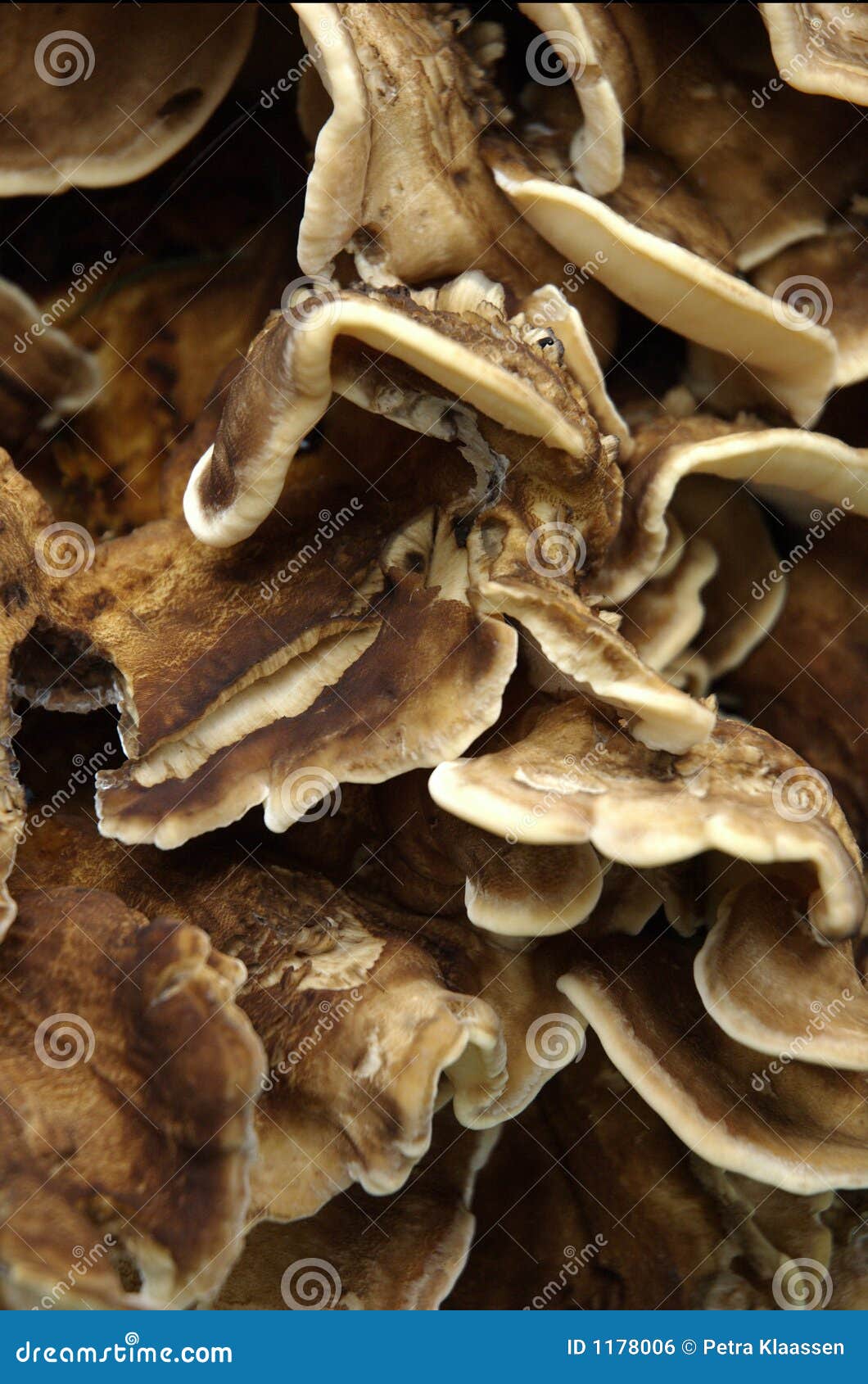 Wood Fungus, Mushroom Parasite On Oak Tree Trunk RoyaltyFree Stock