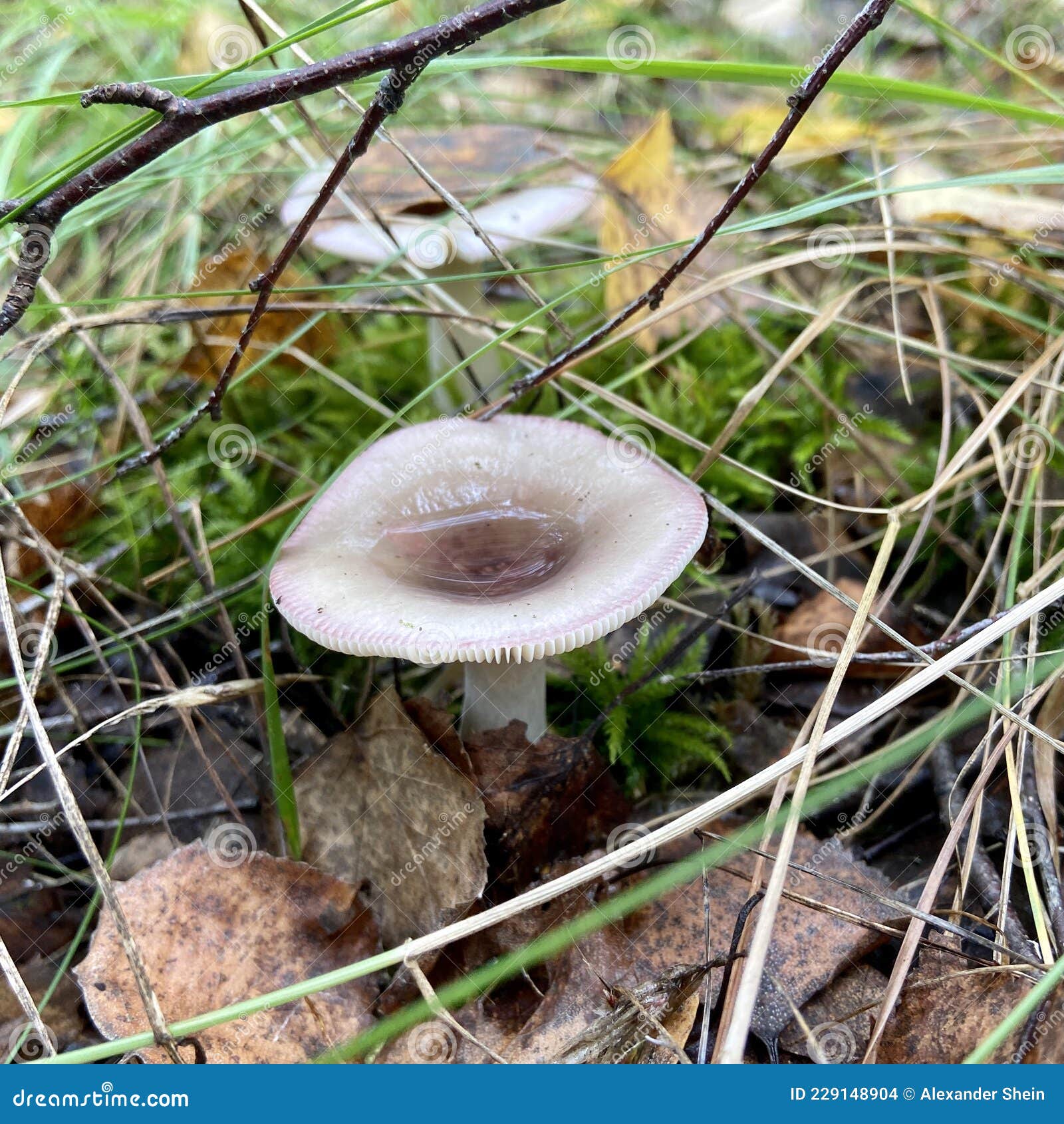 mushroom (rÃÂºssula emÃÂ©tica) in the autumn forest